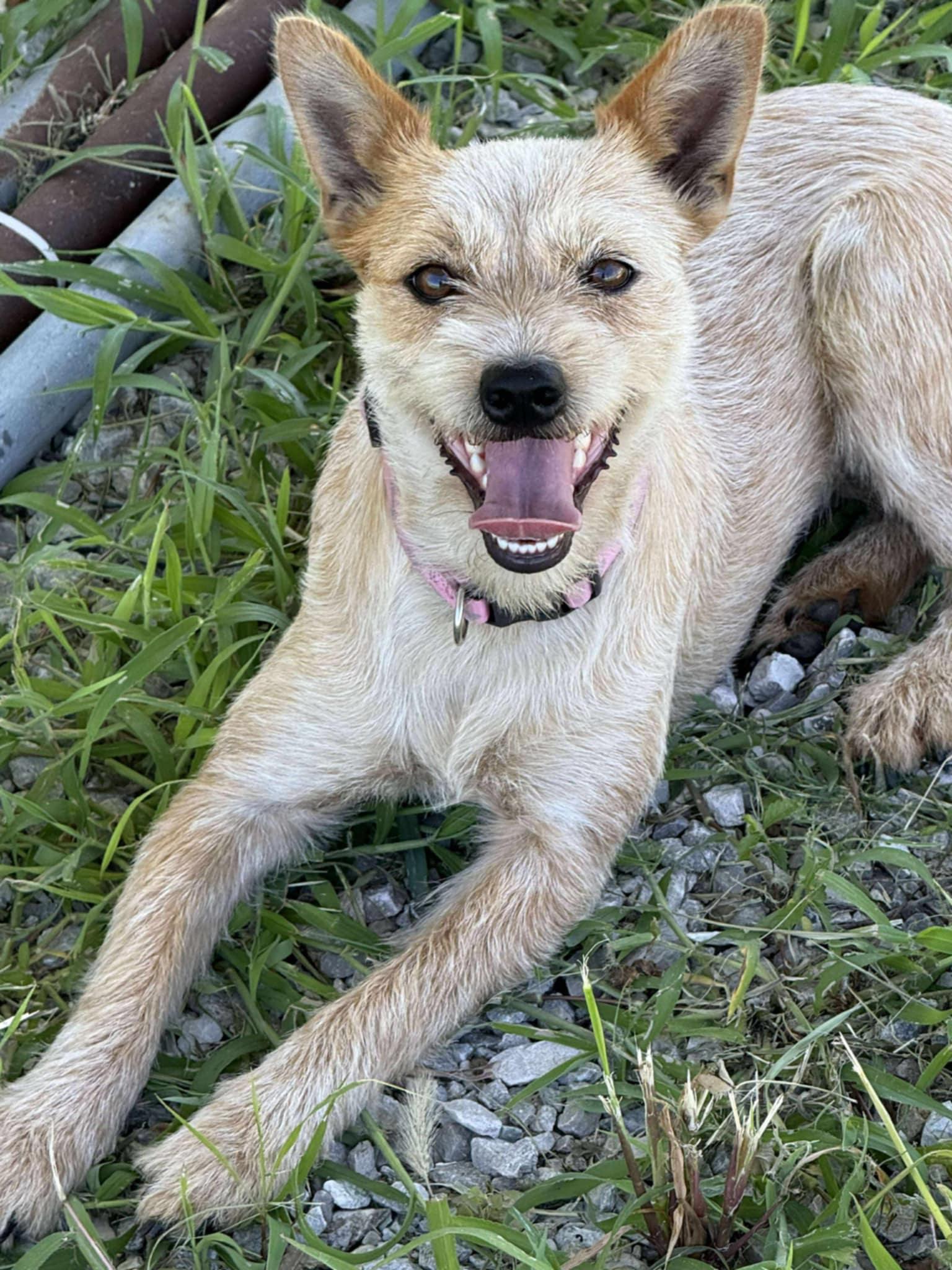 Roscoe (Female), a Adopted mixed breed in Jefferson City, MO image 2/5