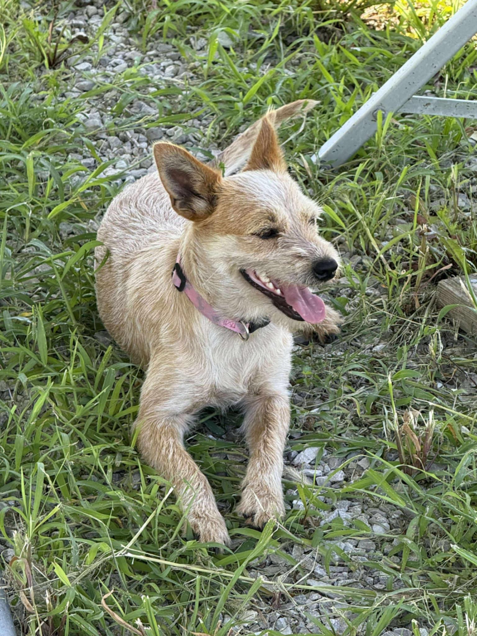 Roscoe (Female), a Adopted mixed breed in Jefferson City, MO image 1/5