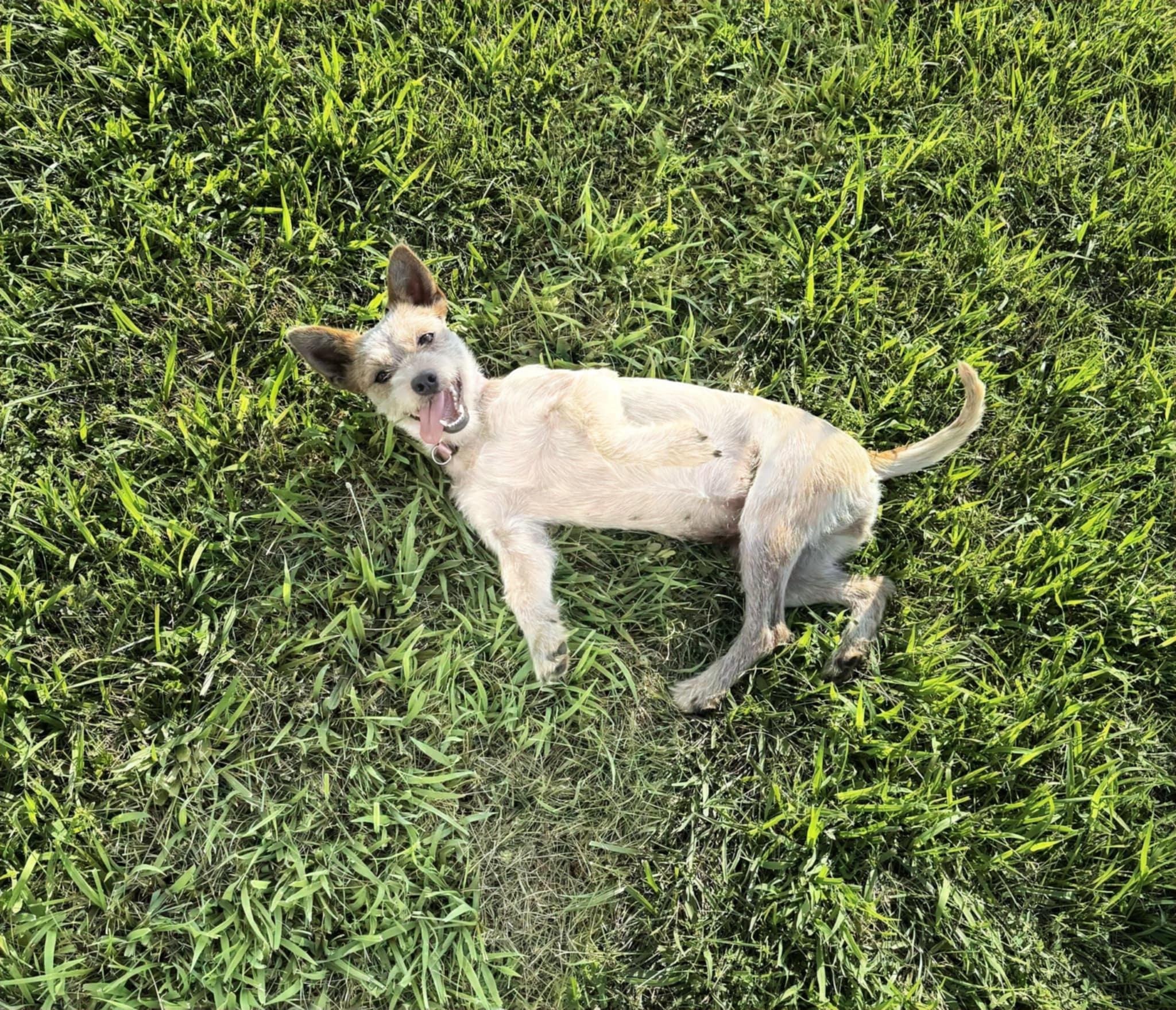 Roscoe (Female), a Adopted mixed breed in Jefferson City, MO image 5/5