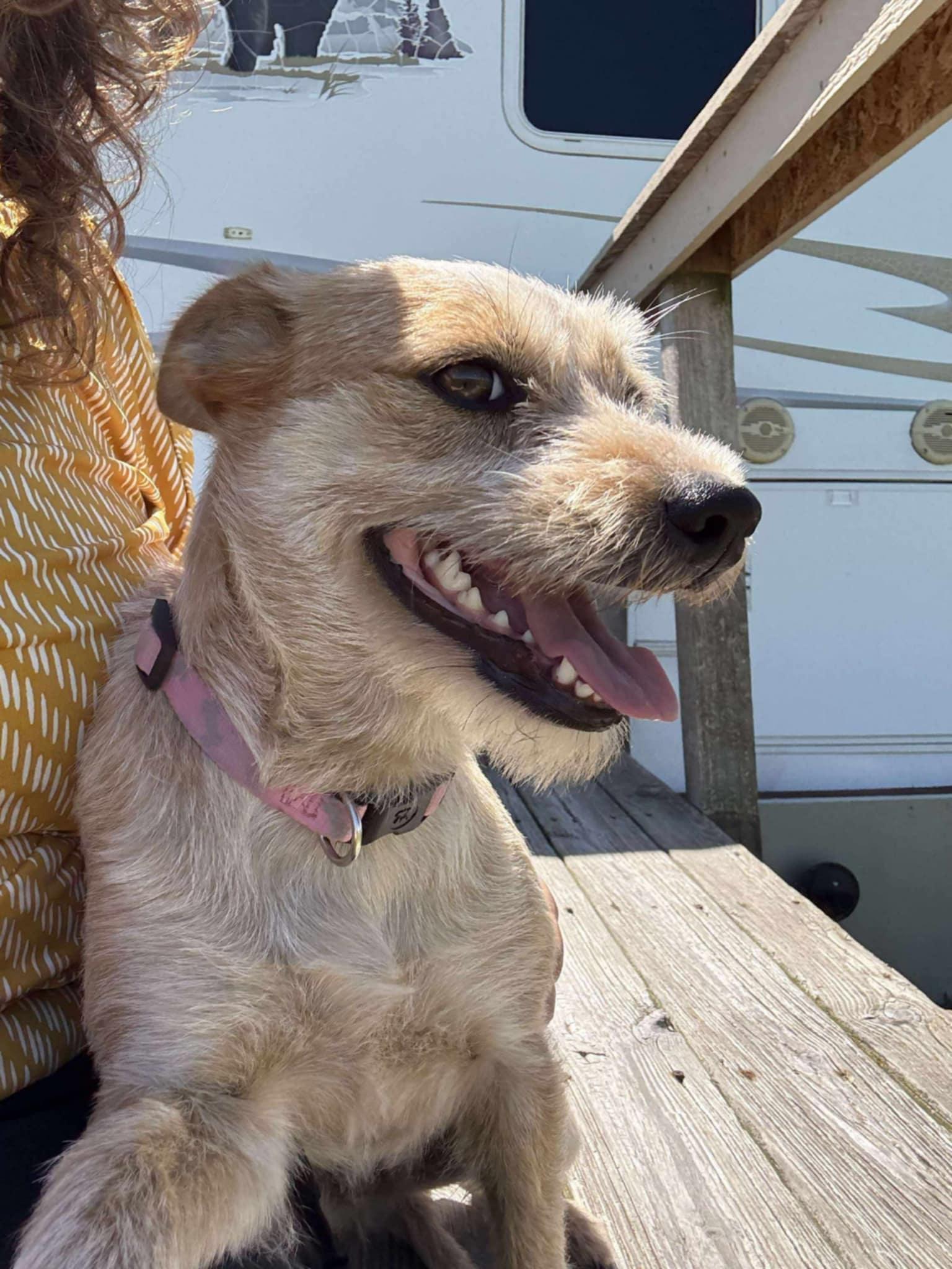 Roscoe (Female), a Adopted mixed breed in Jefferson City, MO image 4/5