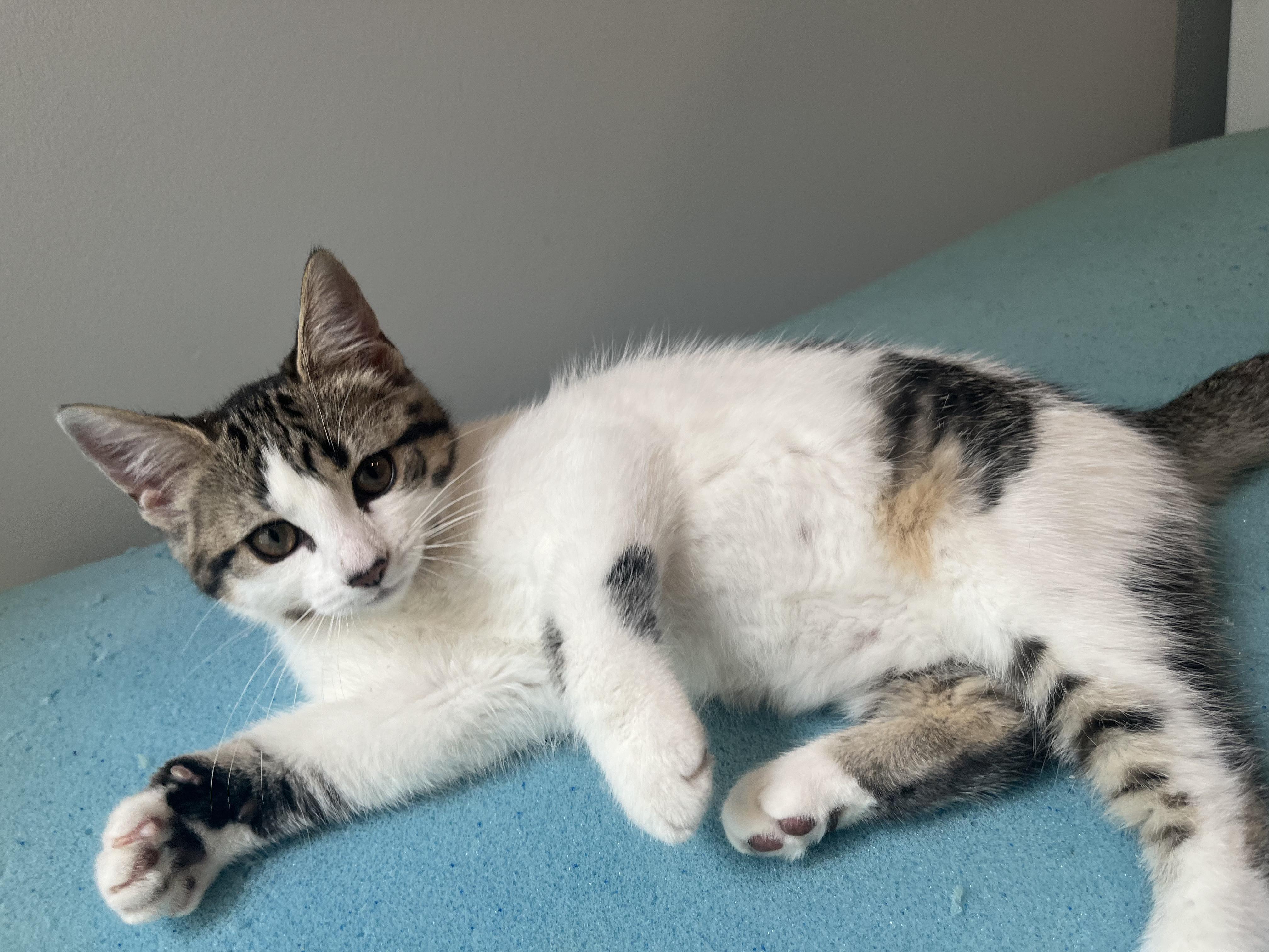 Chloe, an adoptable Domestic Short Hair in Ottawa, ON, K2H 7A3 | Photo Image 4