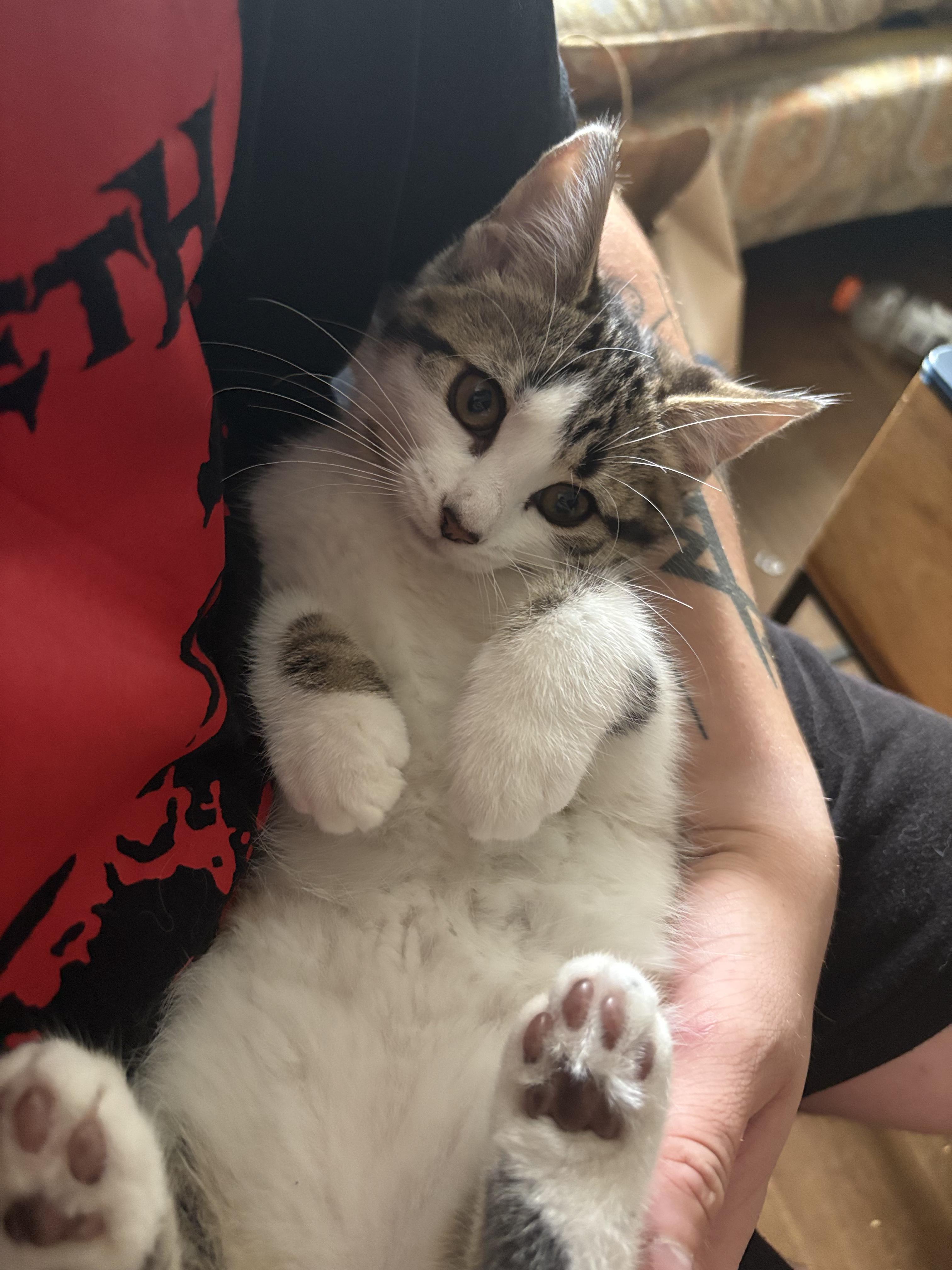 Chloe, an adoptable Domestic Short Hair in Ottawa, ON, K2H 7A3 | Photo Image 1