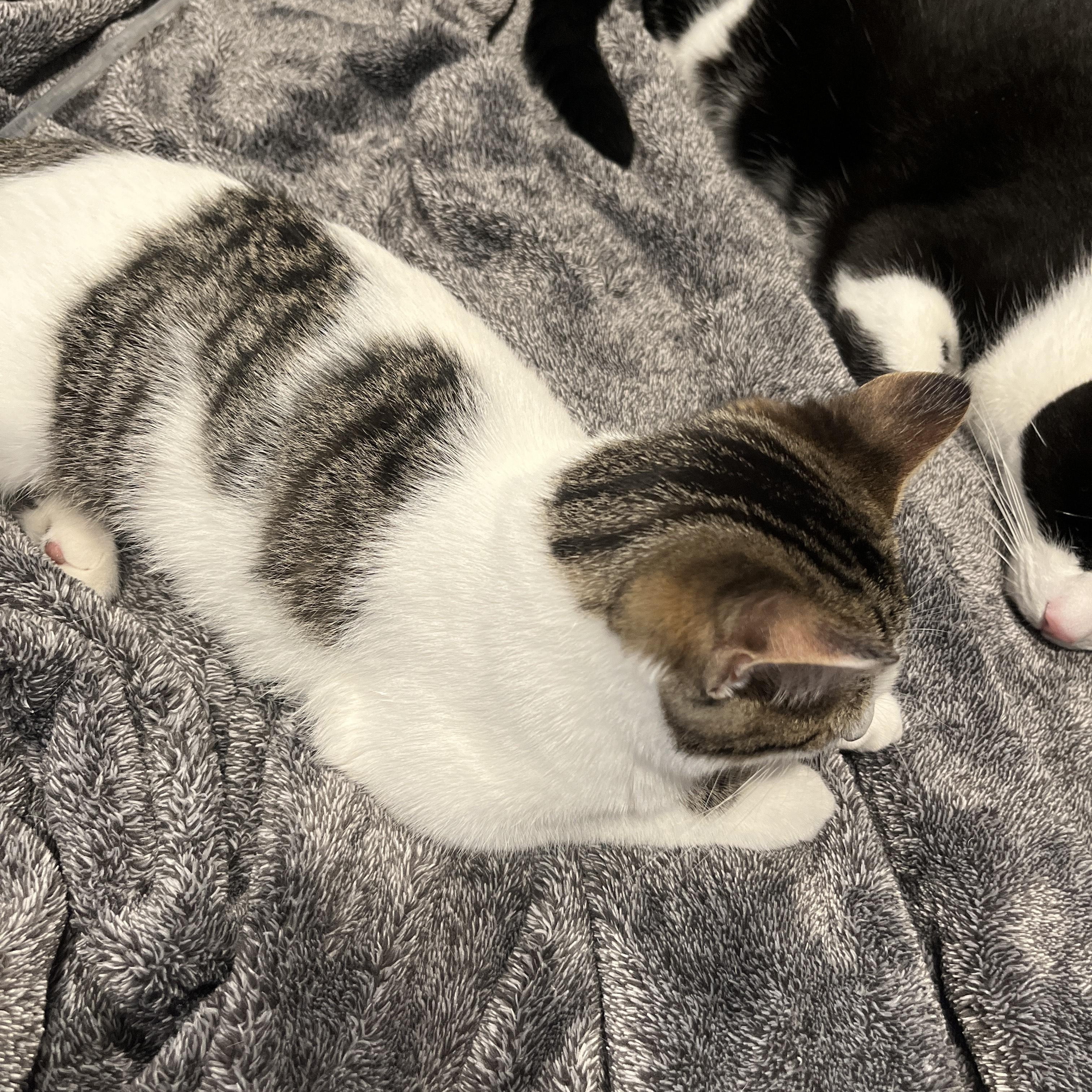 Chloe, an adoptable Domestic Short Hair in Ottawa, ON, K2H 7A3 | Photo Image 6