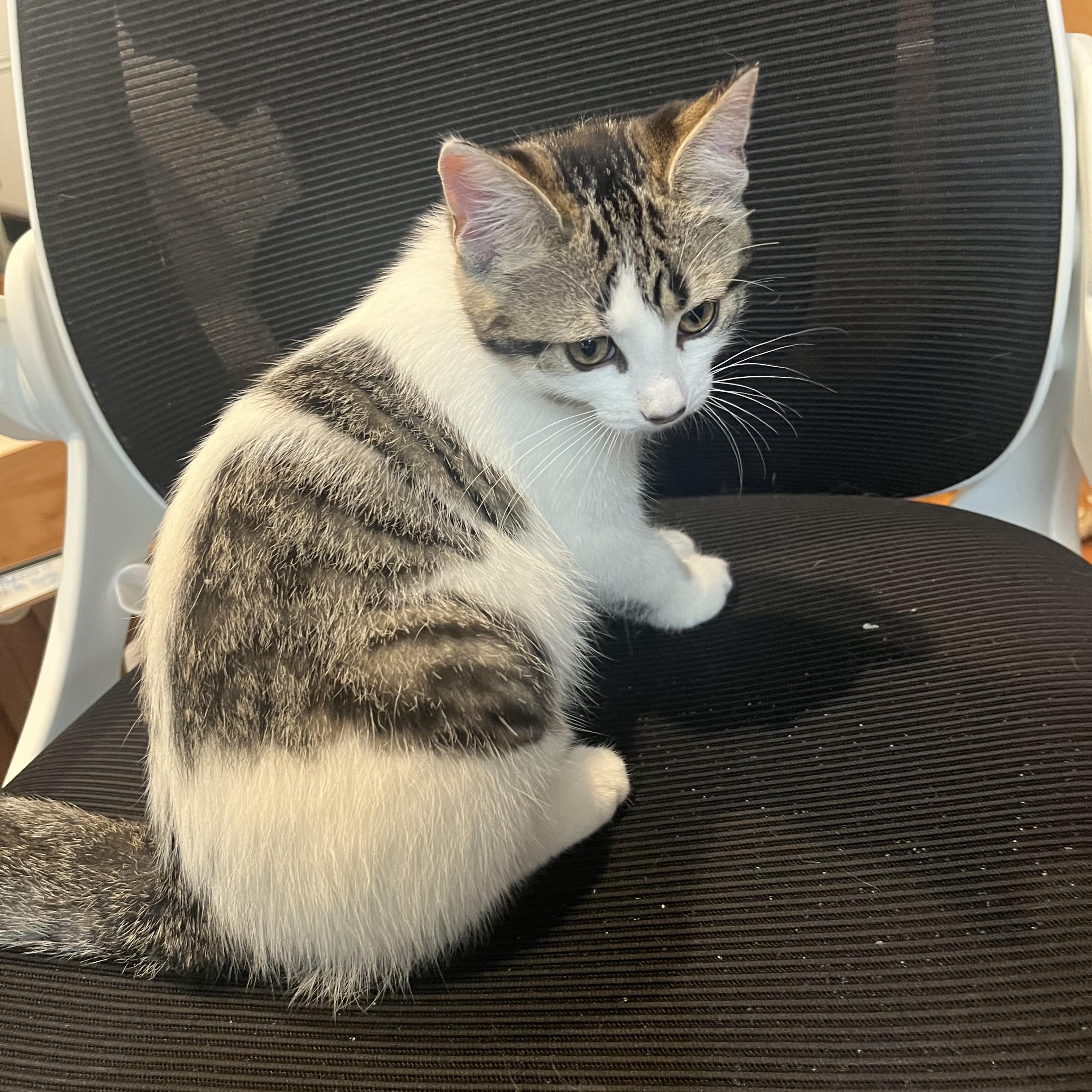 Chloe, an adoptable Domestic Short Hair in Ottawa, ON, K2H 7A3 | Photo Image 2