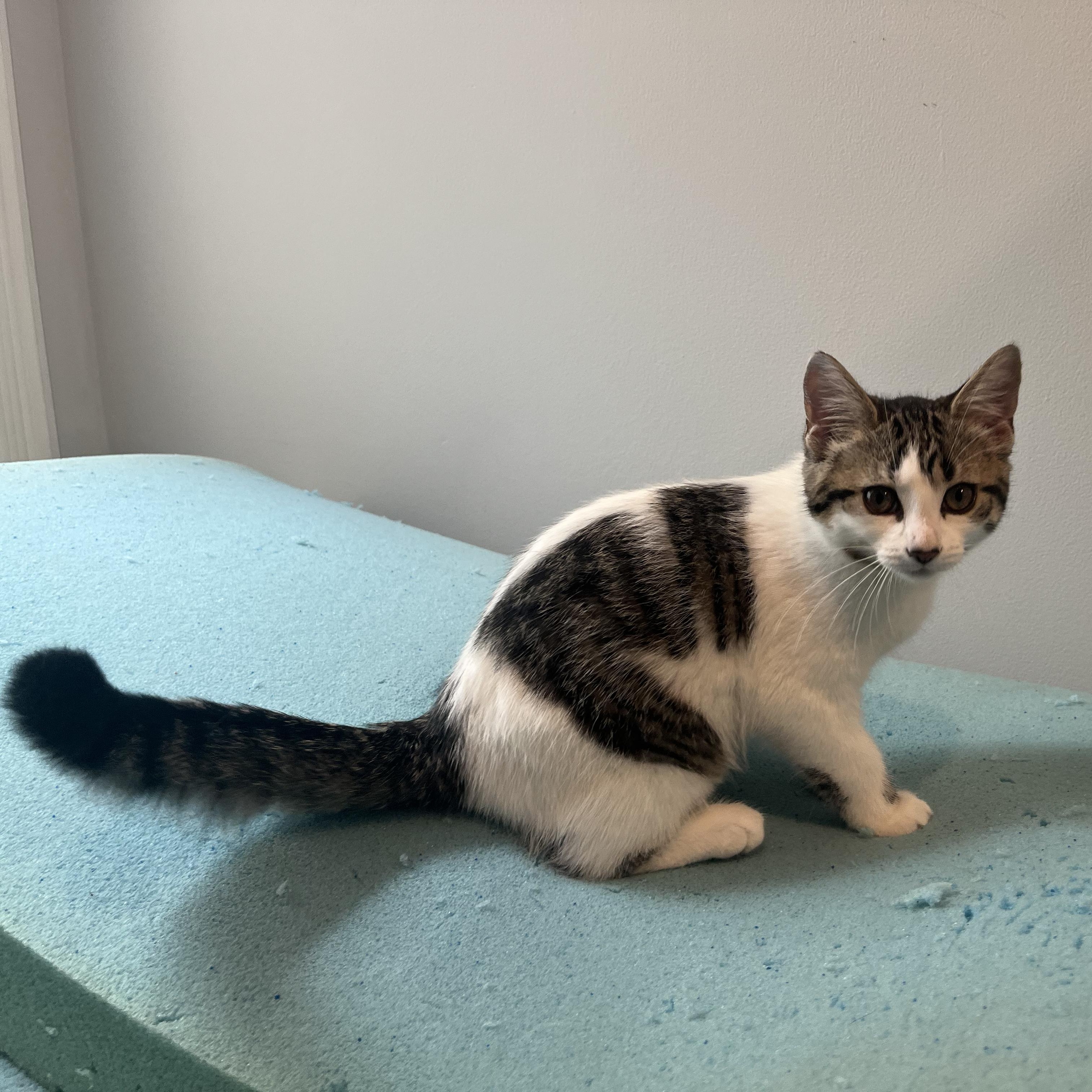 Chloe, an adoptable Domestic Short Hair in Ottawa, ON, K2H 7A3 | Photo Image 5