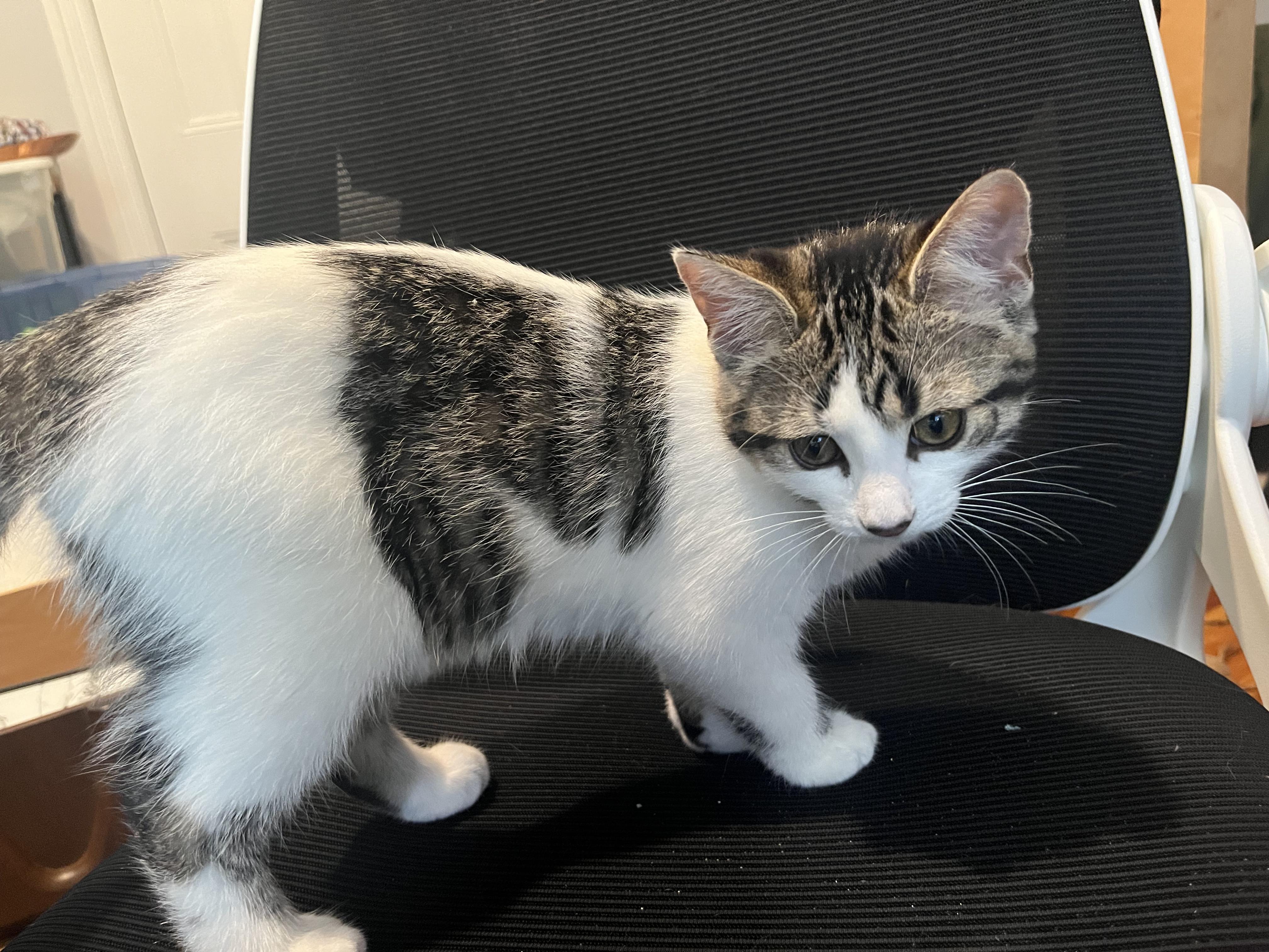 Chloe, an adoptable Domestic Short Hair in Ottawa, ON, K2H 7A3 | Photo Image 3