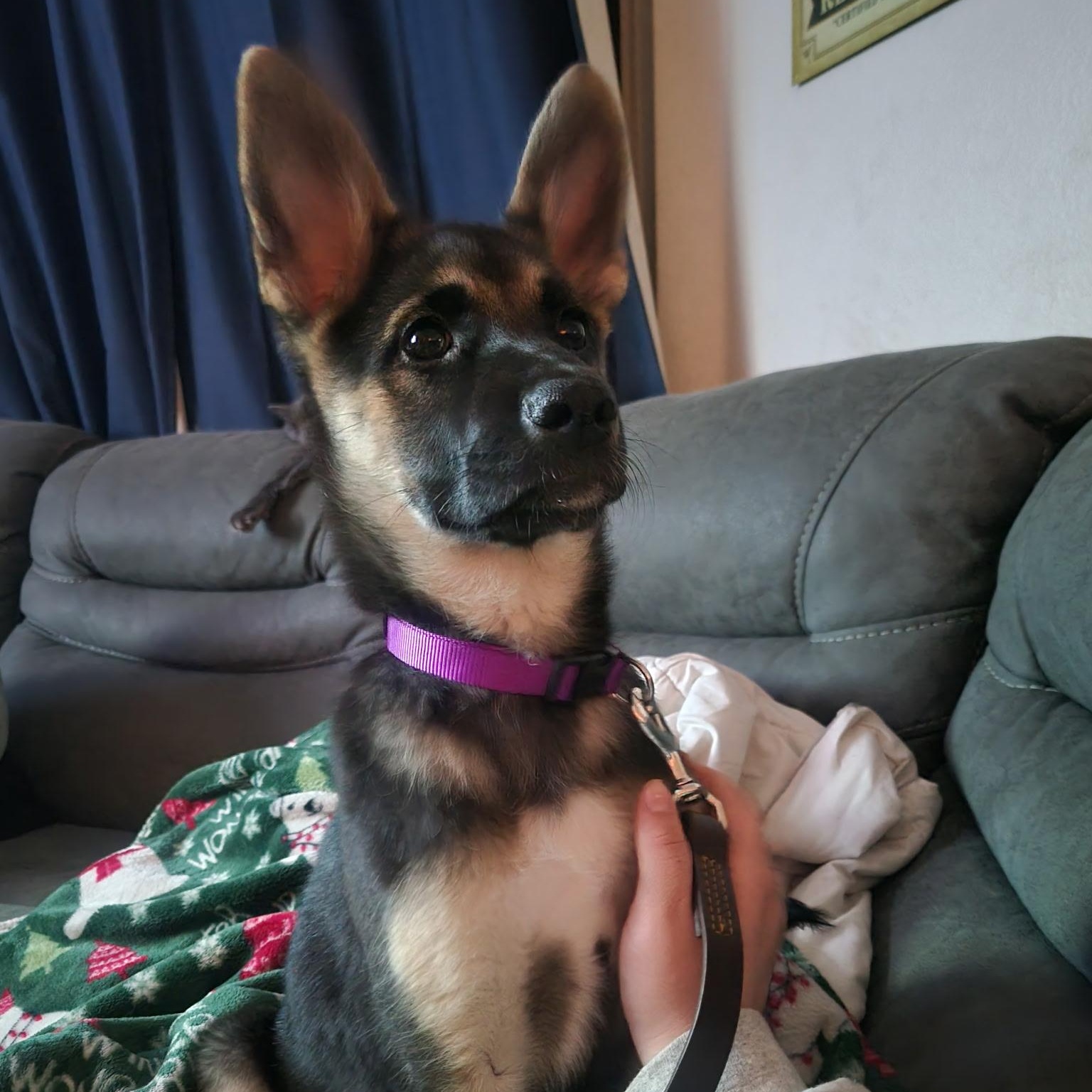 Talia
