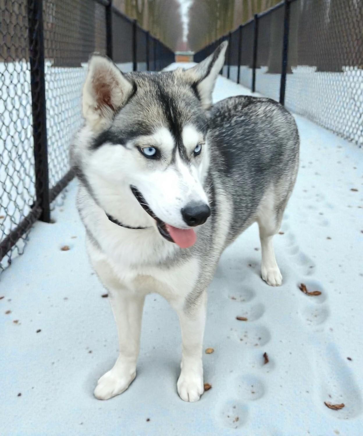 Enlarge Anna, a ADOPTABLE Husky in Miller Beach, IN image 1/1