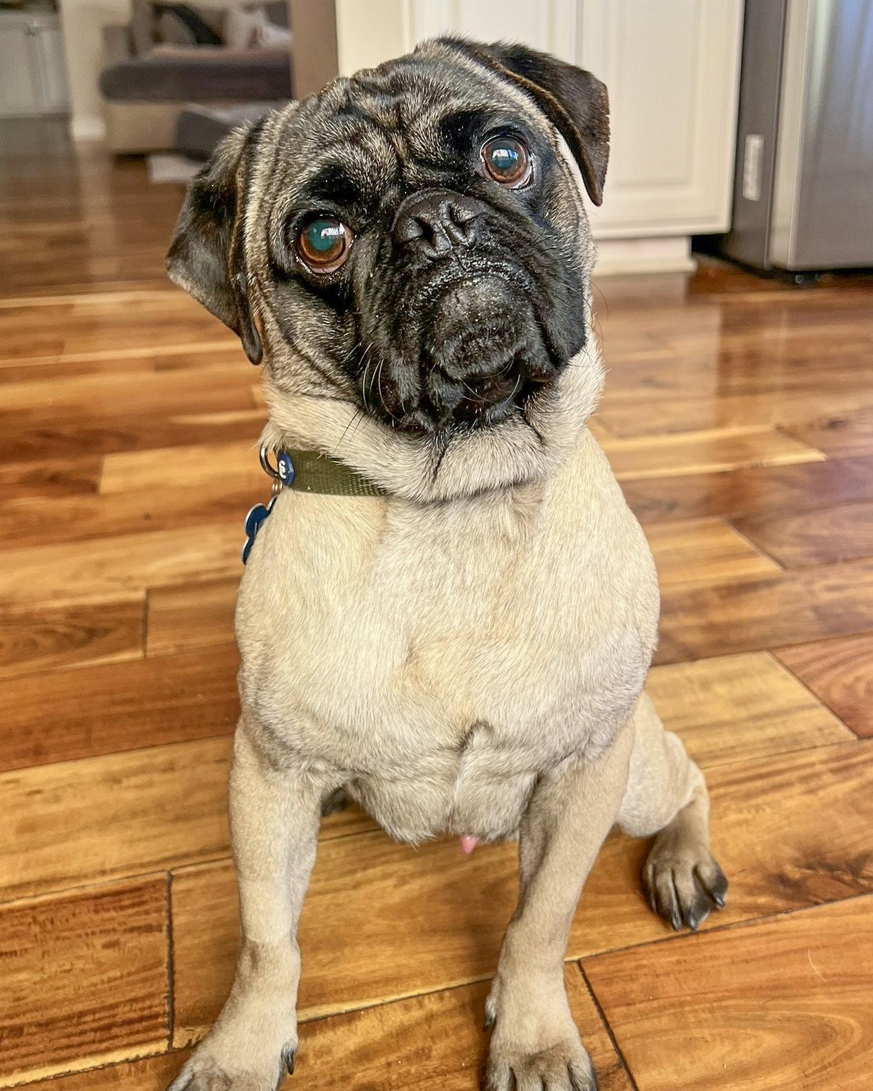 Enlarge Moe, a Adopted Pug in Corona, CA image 1/3