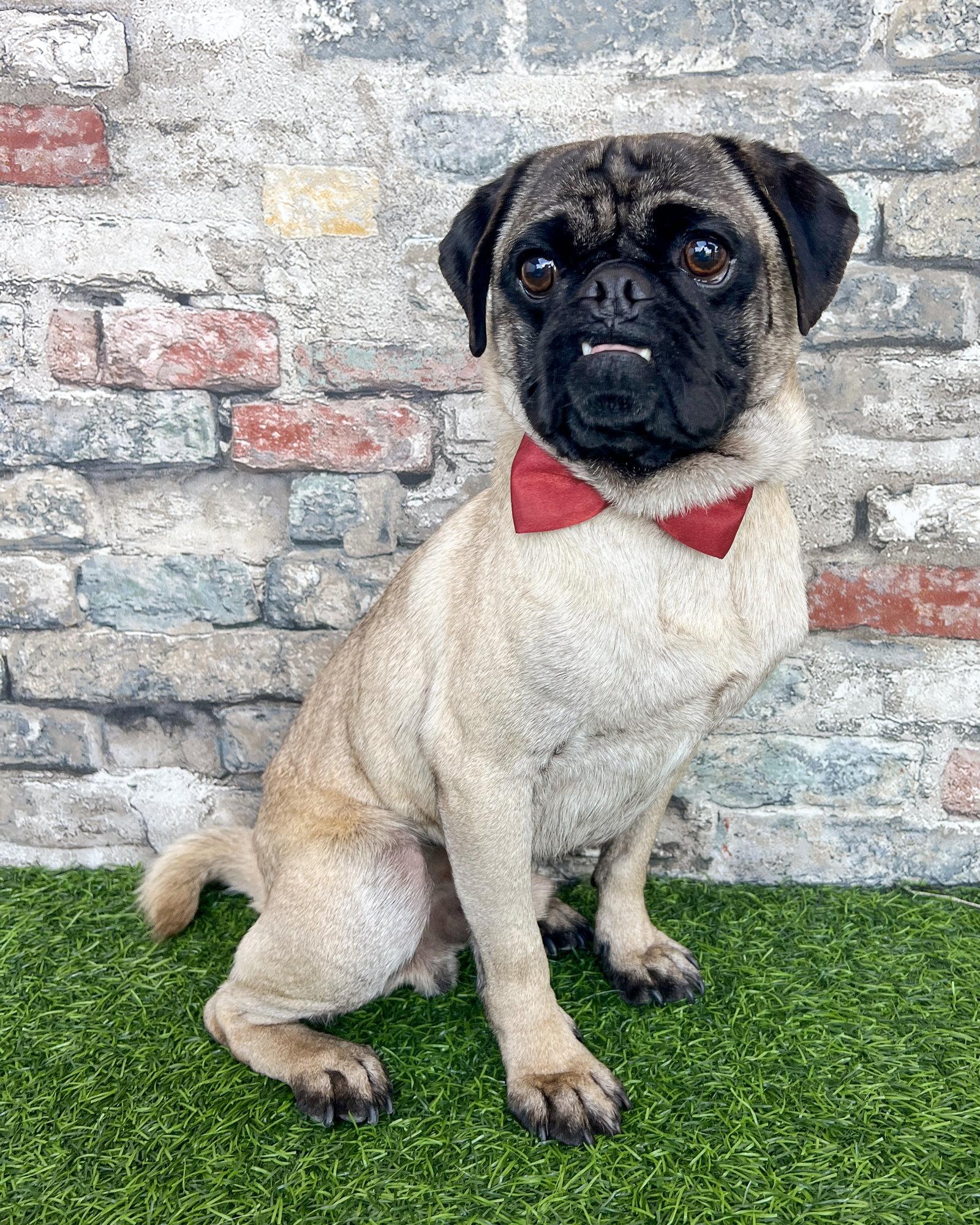 Enlarge Moe, a Adopted Pug in Corona, CA image 2/3