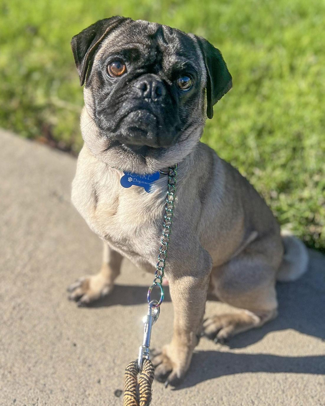 Enlarge Moe, a Adopted Pug in Corona, CA image 3/3