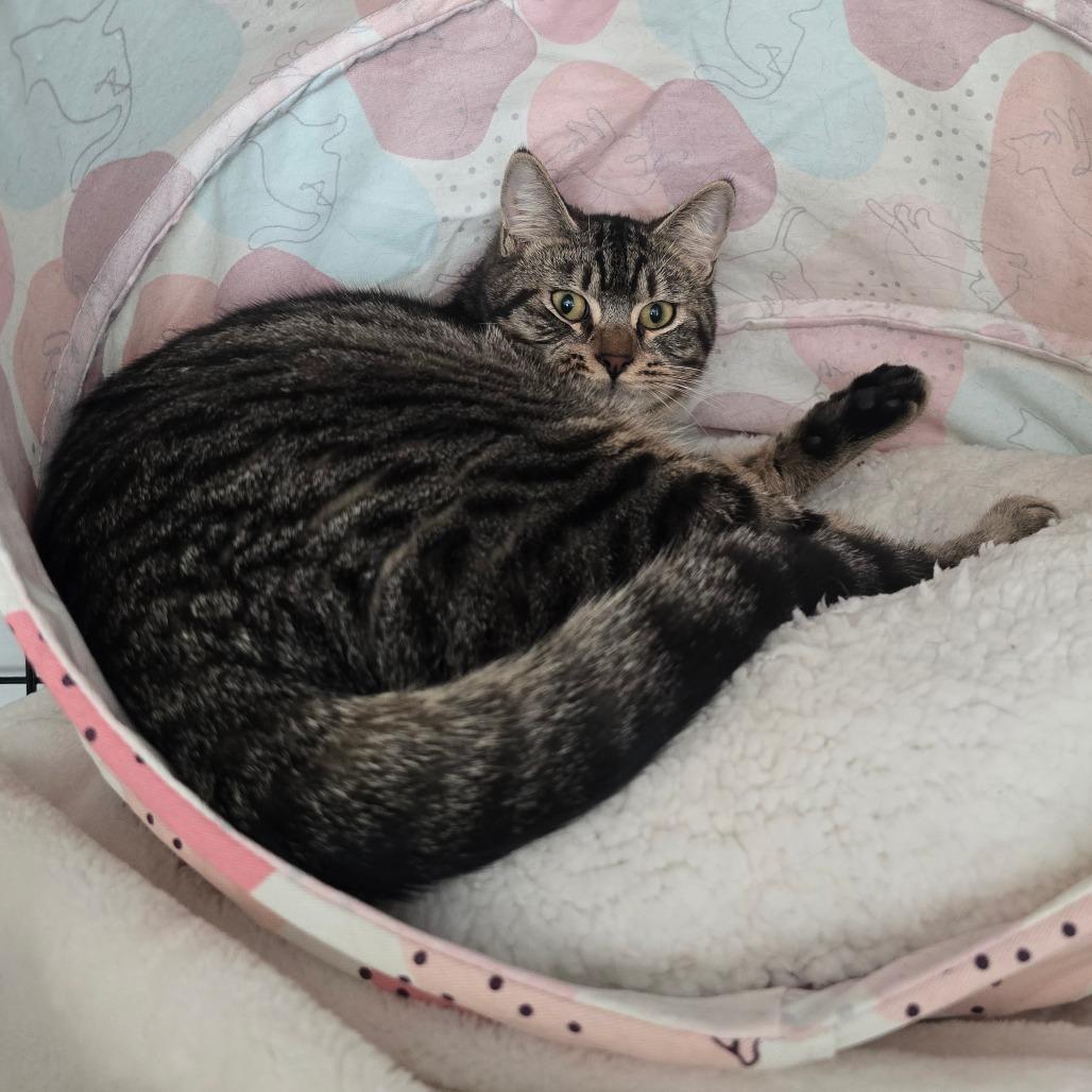 Penelope, a Adoptable Domestic Medium Hair in Jacksonville, OR image 1/3