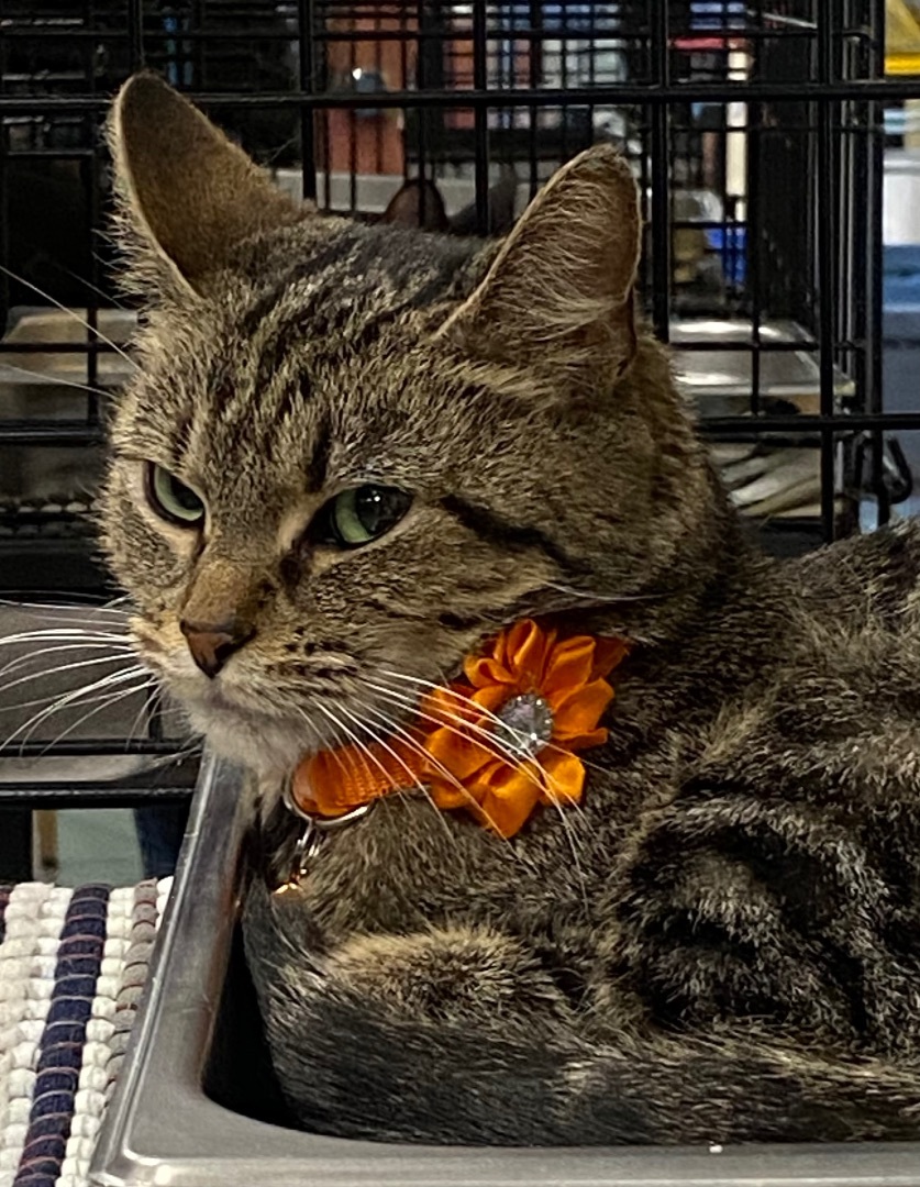 Baby Ruth, Adopted, Young Female Domestic Short Hair.