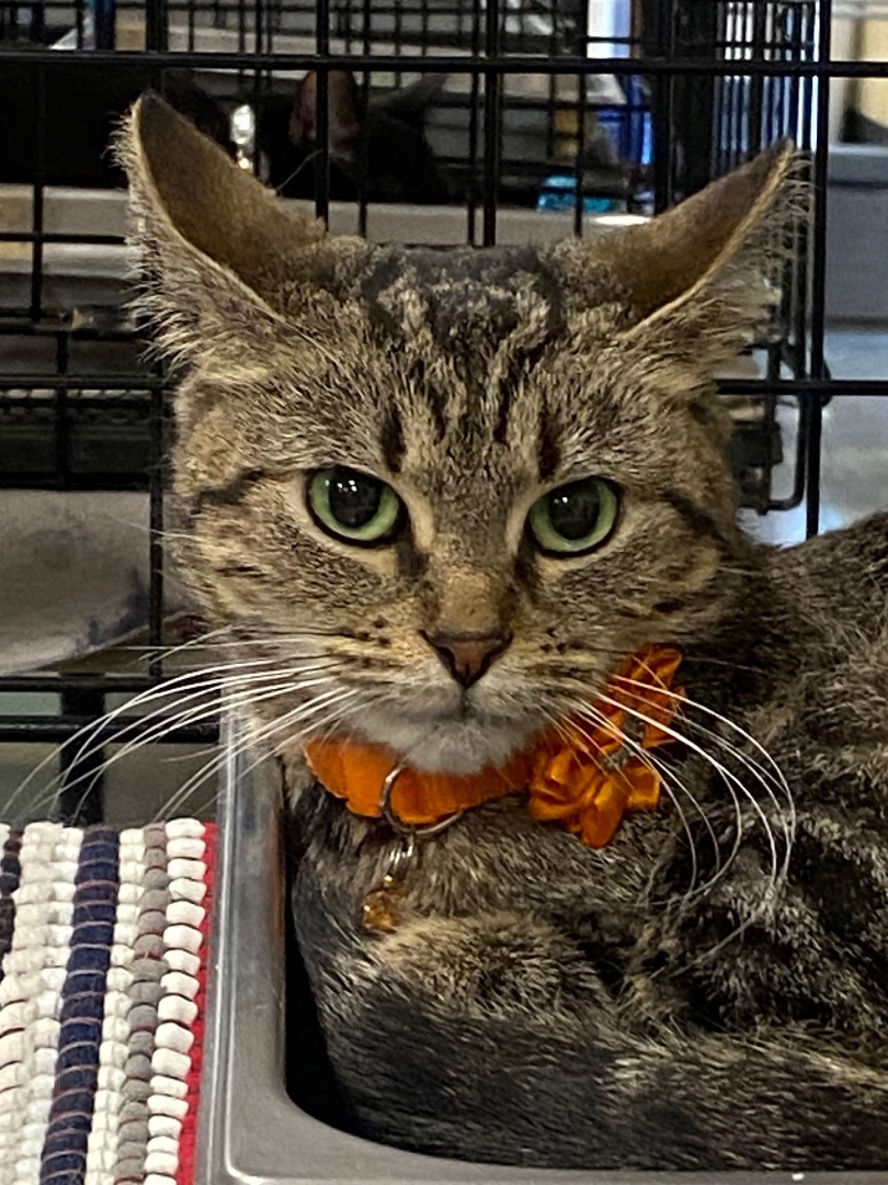 Baby Ruth, a Adopted Domestic Short Hair in Somerset, NJ image 2/5