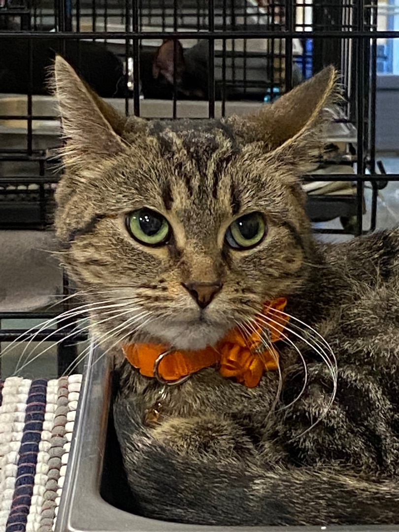 Baby Ruth, a Adopted Domestic Short Hair in Somerset, NJ image 3/5