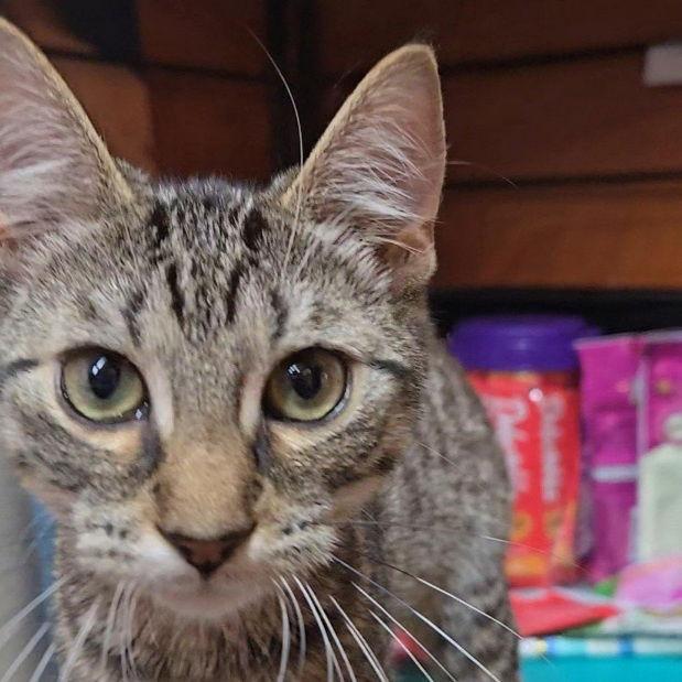 Nova, a Adopted Domestic Short Hair in Fishkill, NY image 1/2