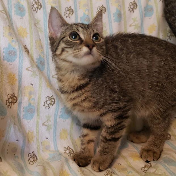 Nova, a Adopted Domestic Short Hair in Fishkill, NY image 2/2