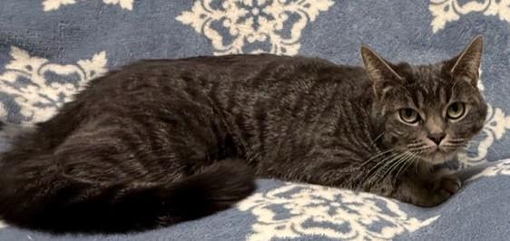 Lint Ball, ADOPTABLE, Adult Female Domestic Short Hair.