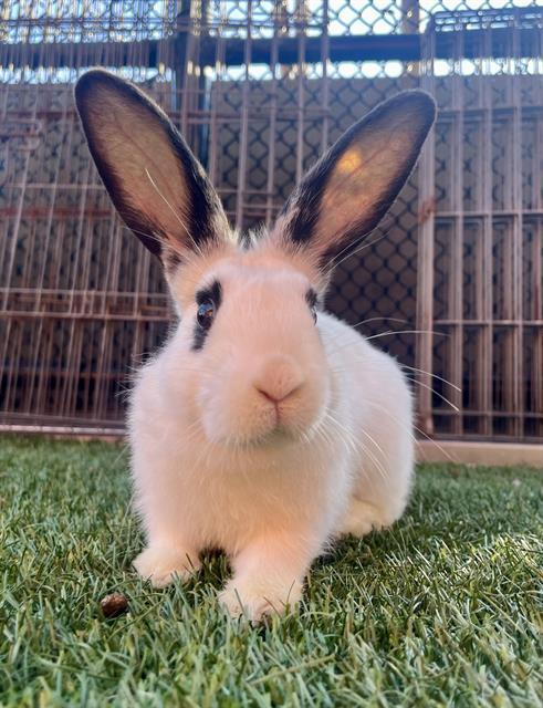 BENITO, Adoptable, Young Male Bunny Rabbit.
