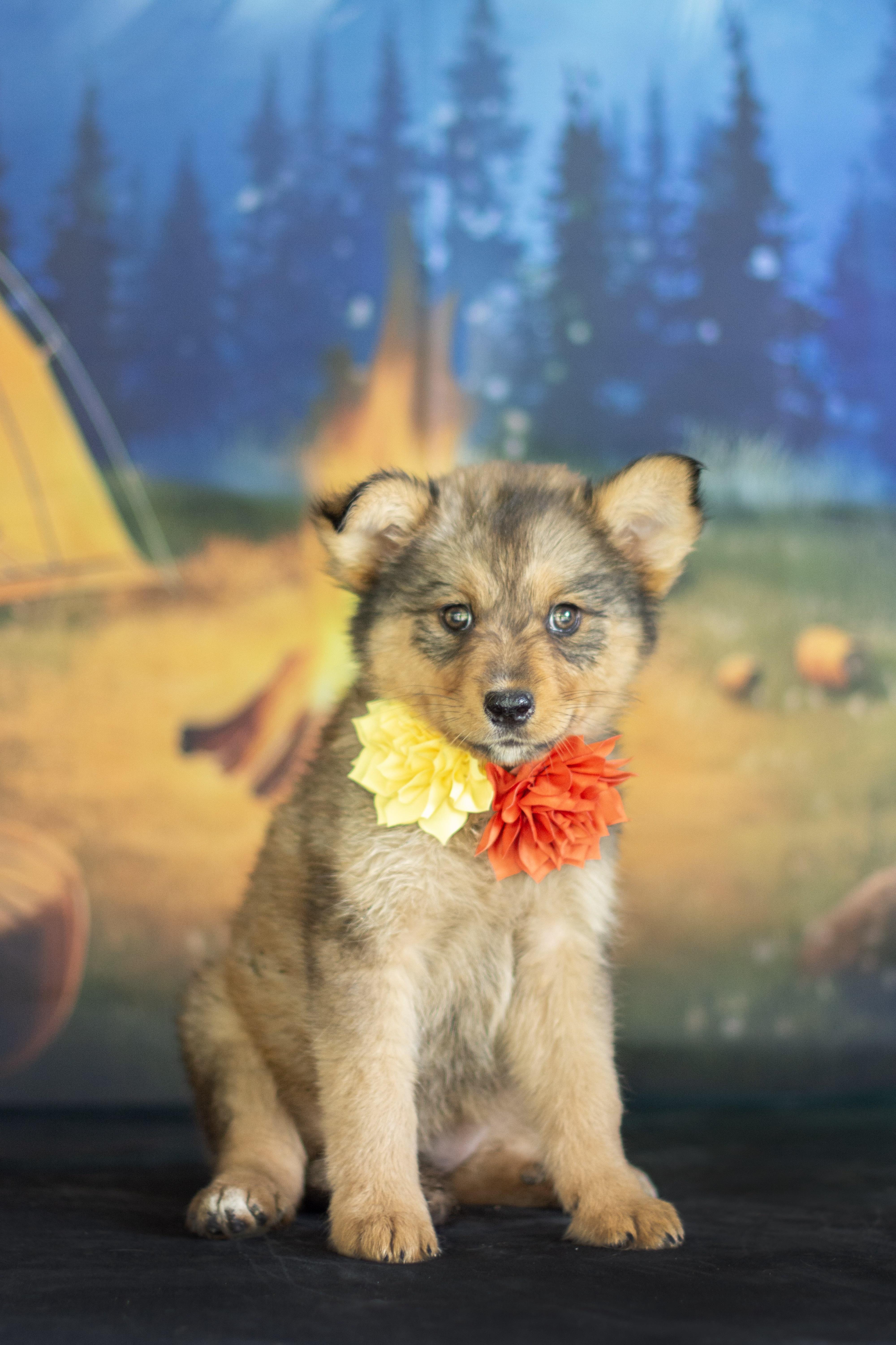 Enlarge BoPeep, a ADOPTABLE mixed breed in Indianapolis, IN image 1/1