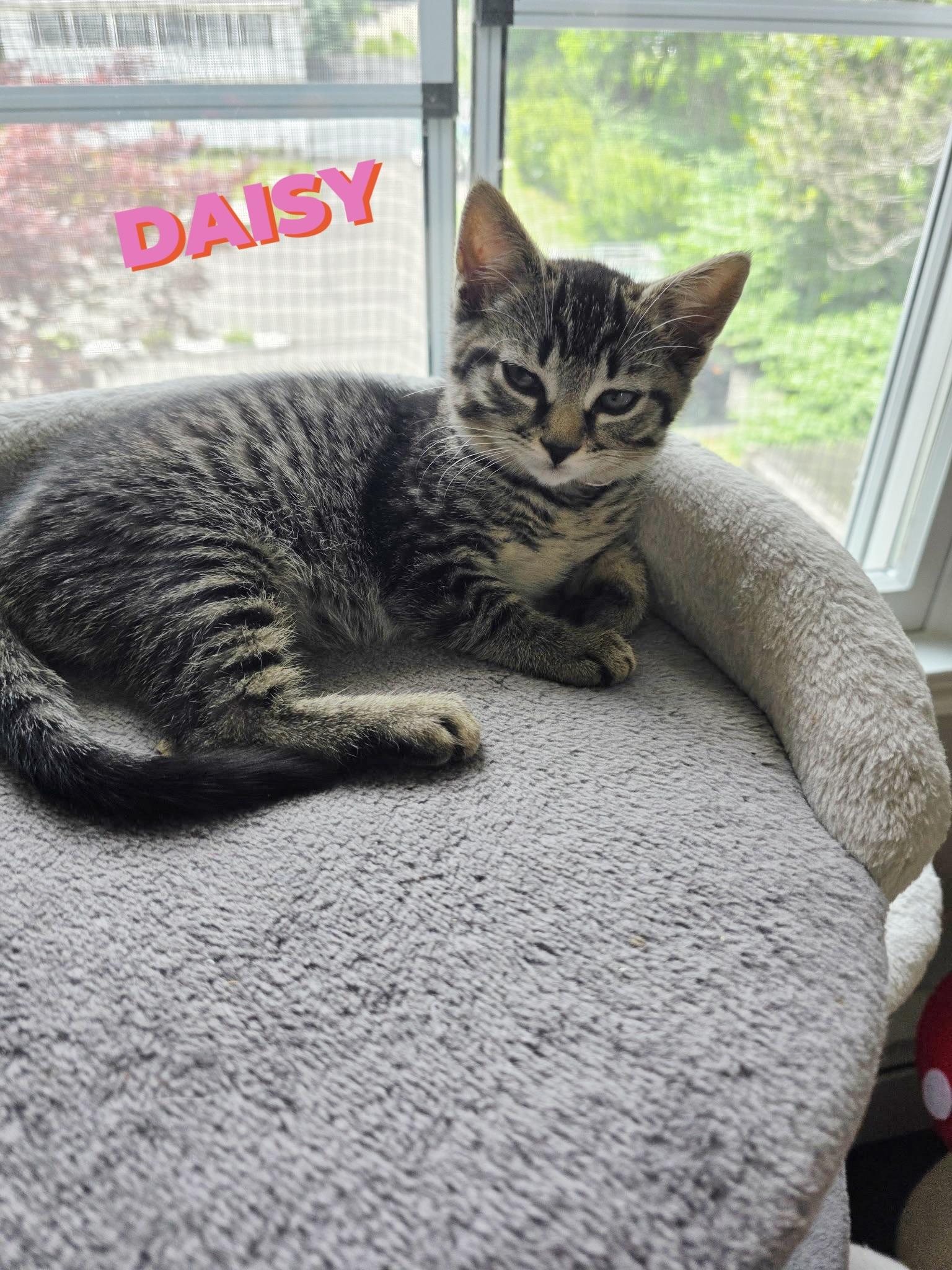 Ruby & Daisy kittens bonded, a ADOPTABLE Domestic Short Hair in Enfield, CT image 1/2