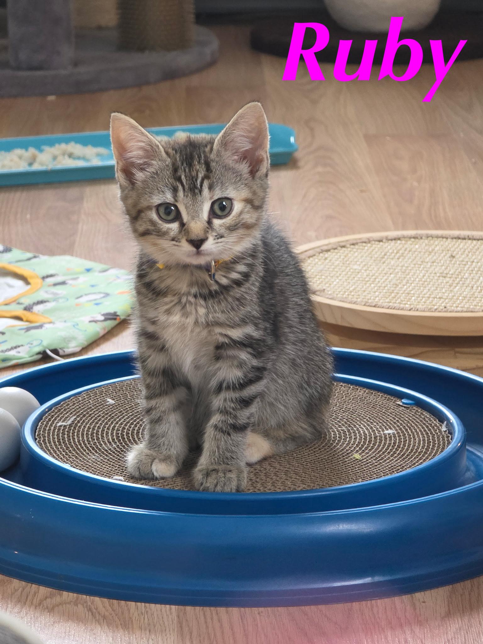 Ruby & Daisy kittens bonded, a ADOPTABLE Domestic Short Hair in Enfield, CT image 2/2
