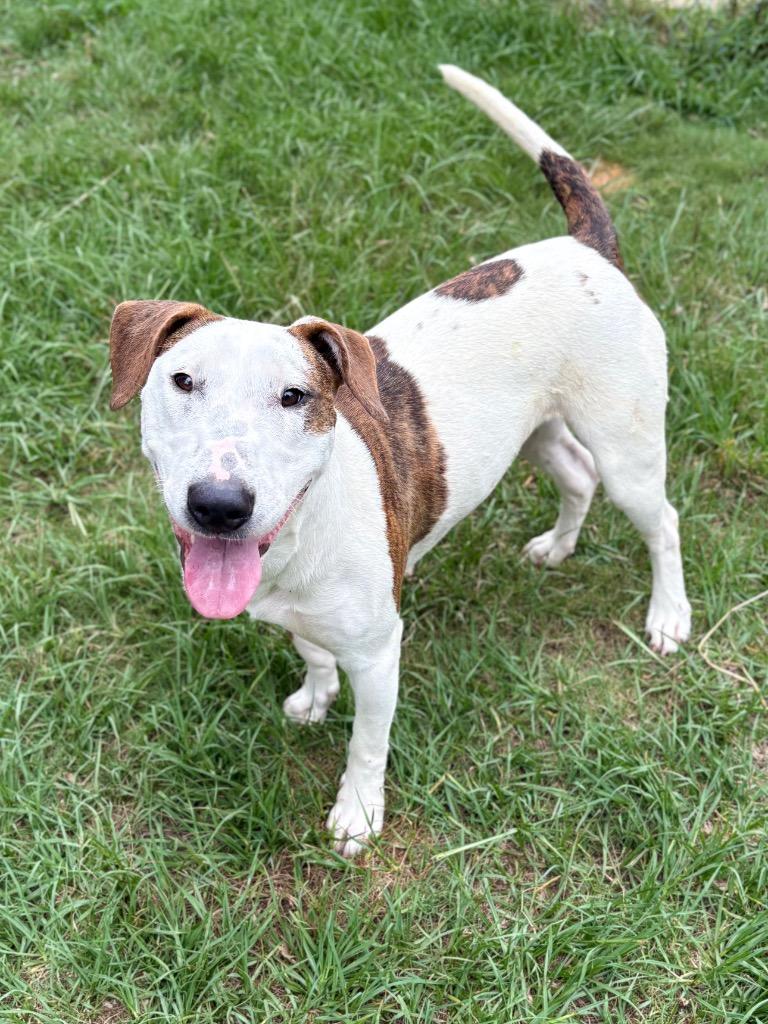Wrigley, Adoptable, Young Female Bull Terrier.