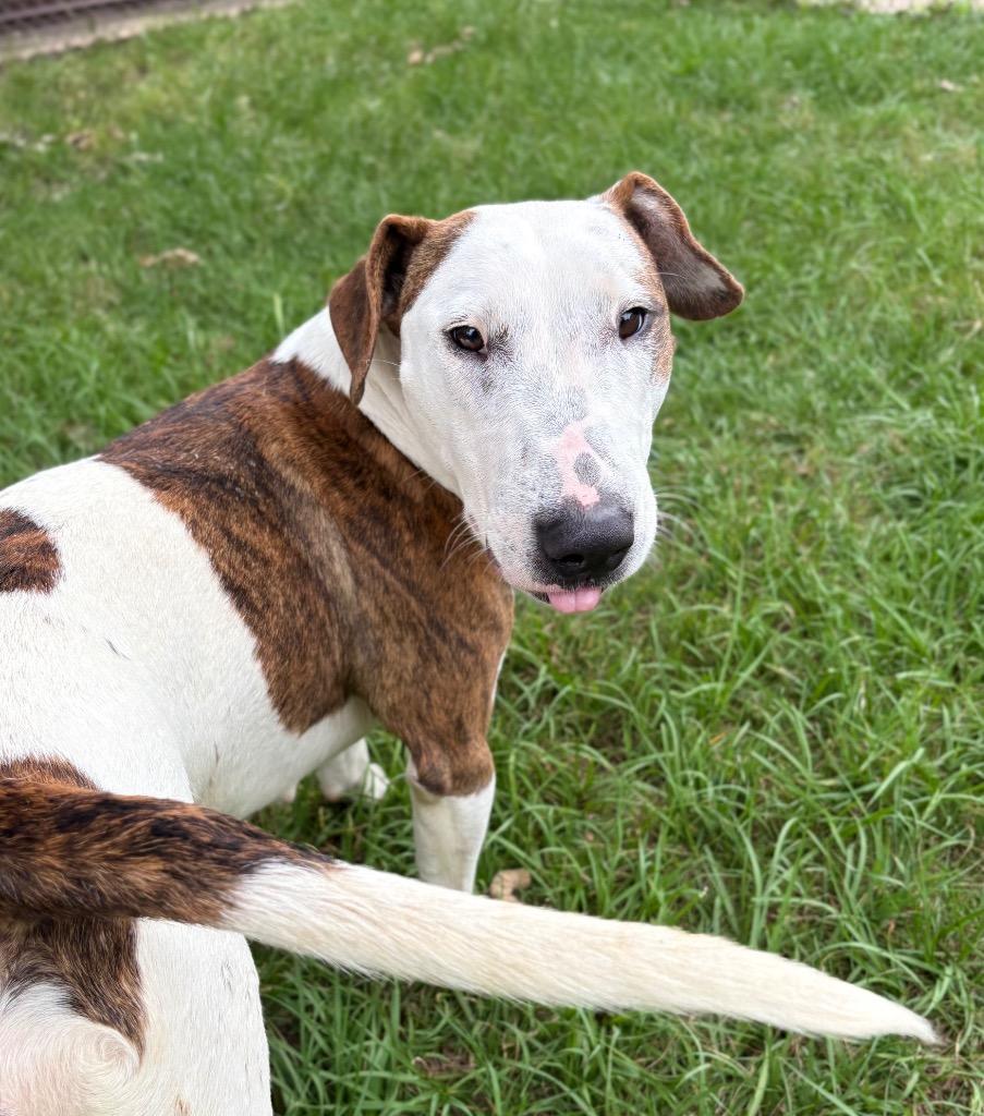Enlarge Wrigley, a Adoptable Bull Terrier in Nacogdoches, TX image 2/6