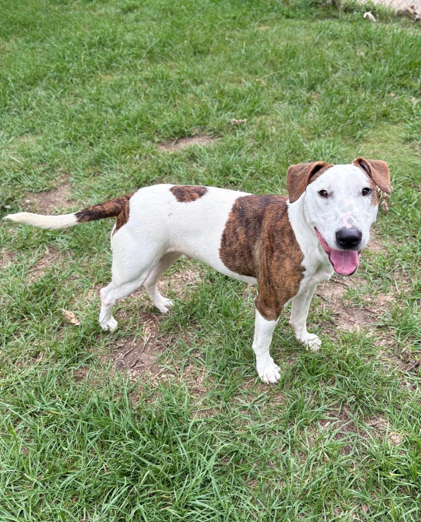 Enlarge Wrigley, a Adoptable Bull Terrier in Nacogdoches, TX image 3/6