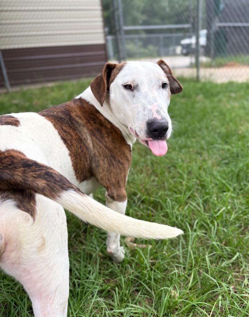 Enlarge Wrigley, a Adoptable Bull Terrier in Nacogdoches, TX image 4/6