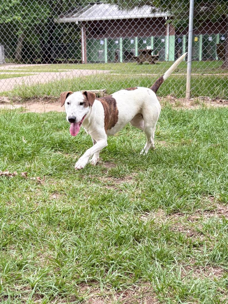 Enlarge Wrigley, a Adoptable Bull Terrier in Nacogdoches, TX image 5/6