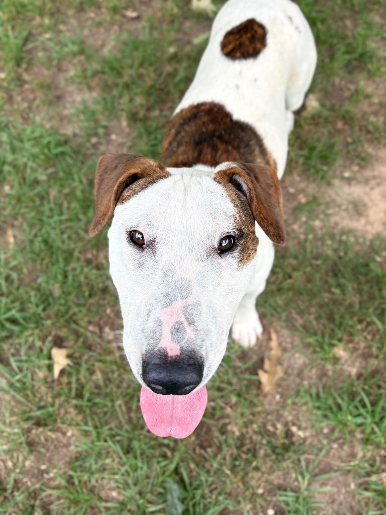 Enlarge Wrigley, a Adoptable Bull Terrier in Nacogdoches, TX image 6/6