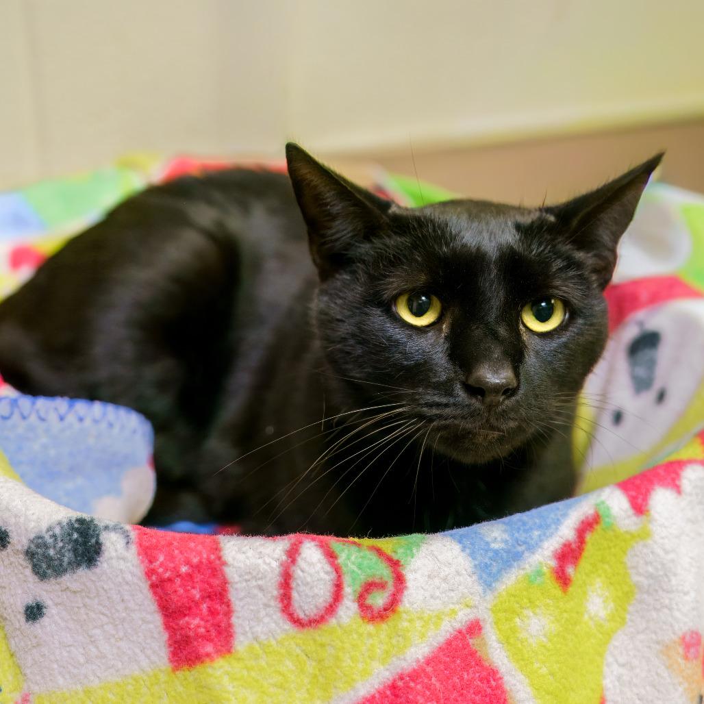 Whitaker, Adoptable, Adult Male Extra-Toes Cat / Hemingway Polydactyl & Domestic Short Hair.