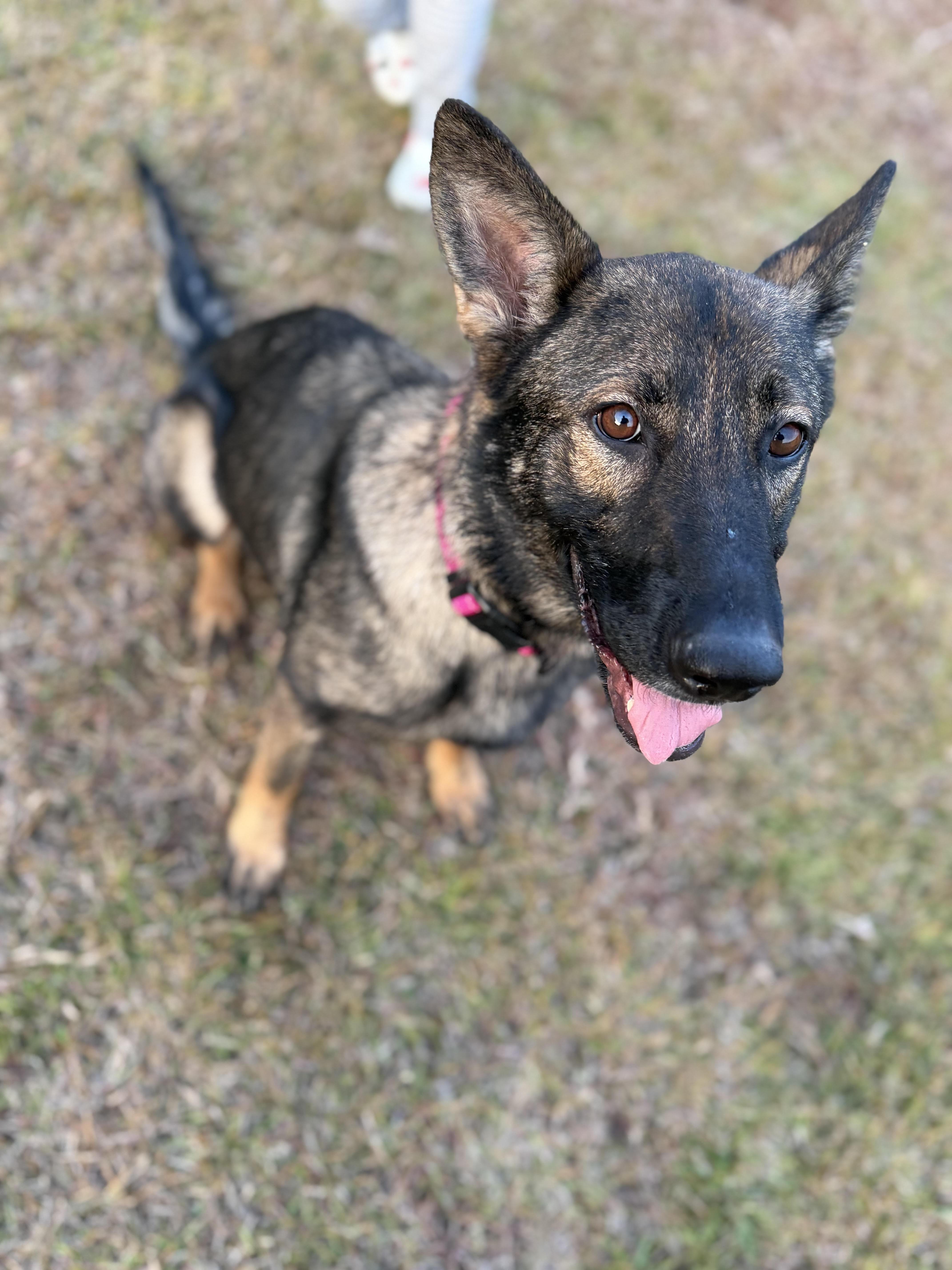 NOVA, Adoptable, Adult Female German Shepherd Dog.