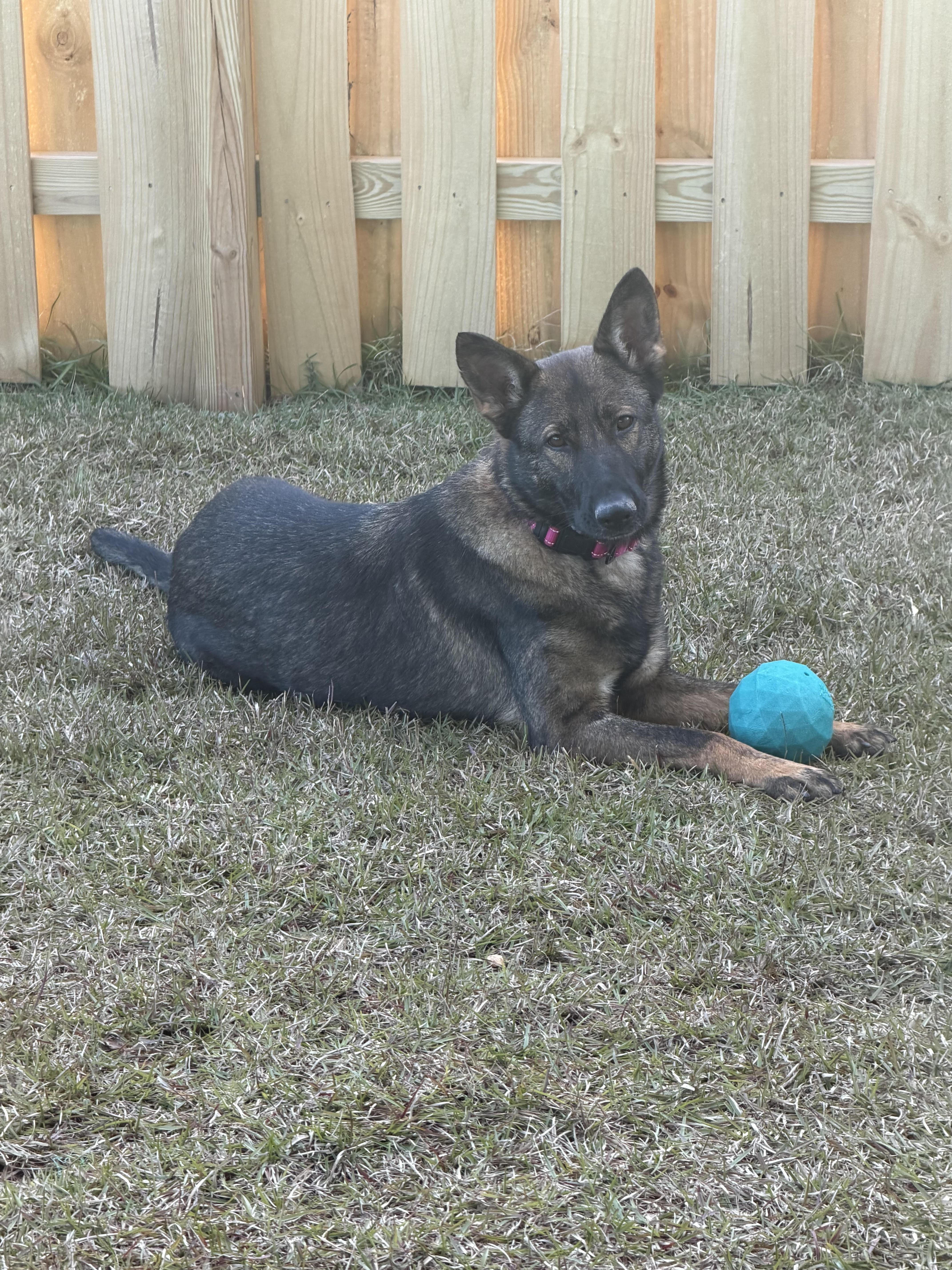 Enlarge NOVA, a Adoptable mixed breed in COLUMBIA, SC image 3/3
