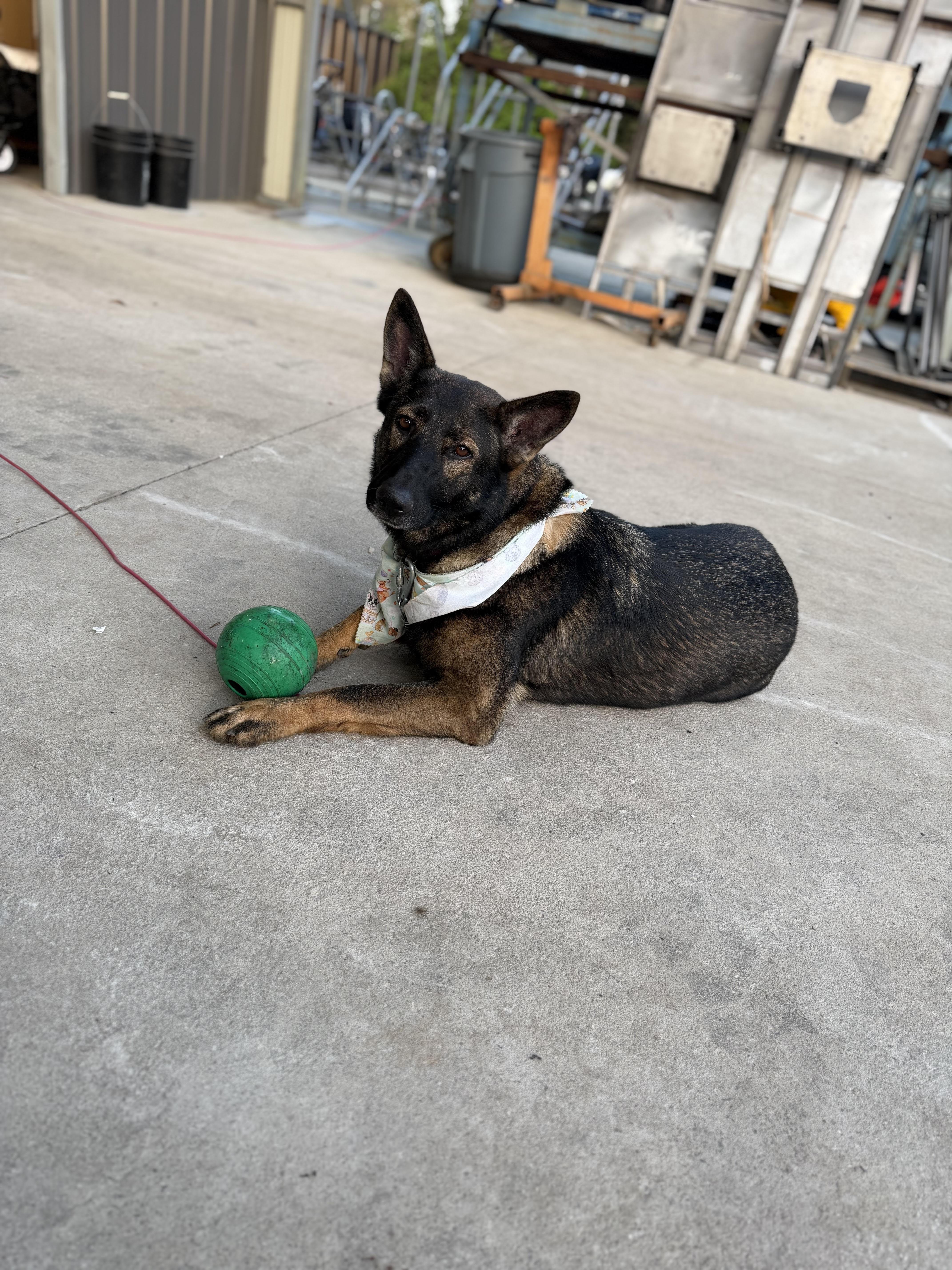 Enlarge NOVA, a Adoptable mixed breed in COLUMBIA, SC image 2/3