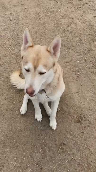 Enlarge Terra, a Adopted Siberian Husky in Menifee, CA video 1/6