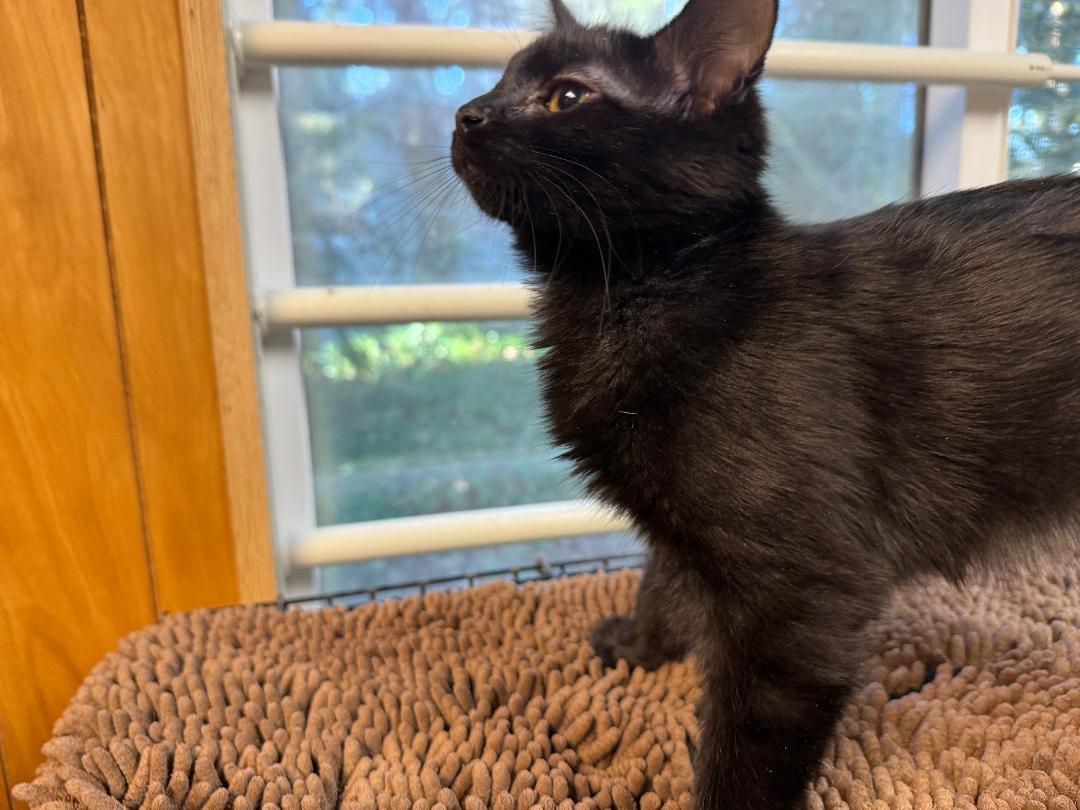 Salmon, ADOPTABLE, Young Male Domestic Short Hair.