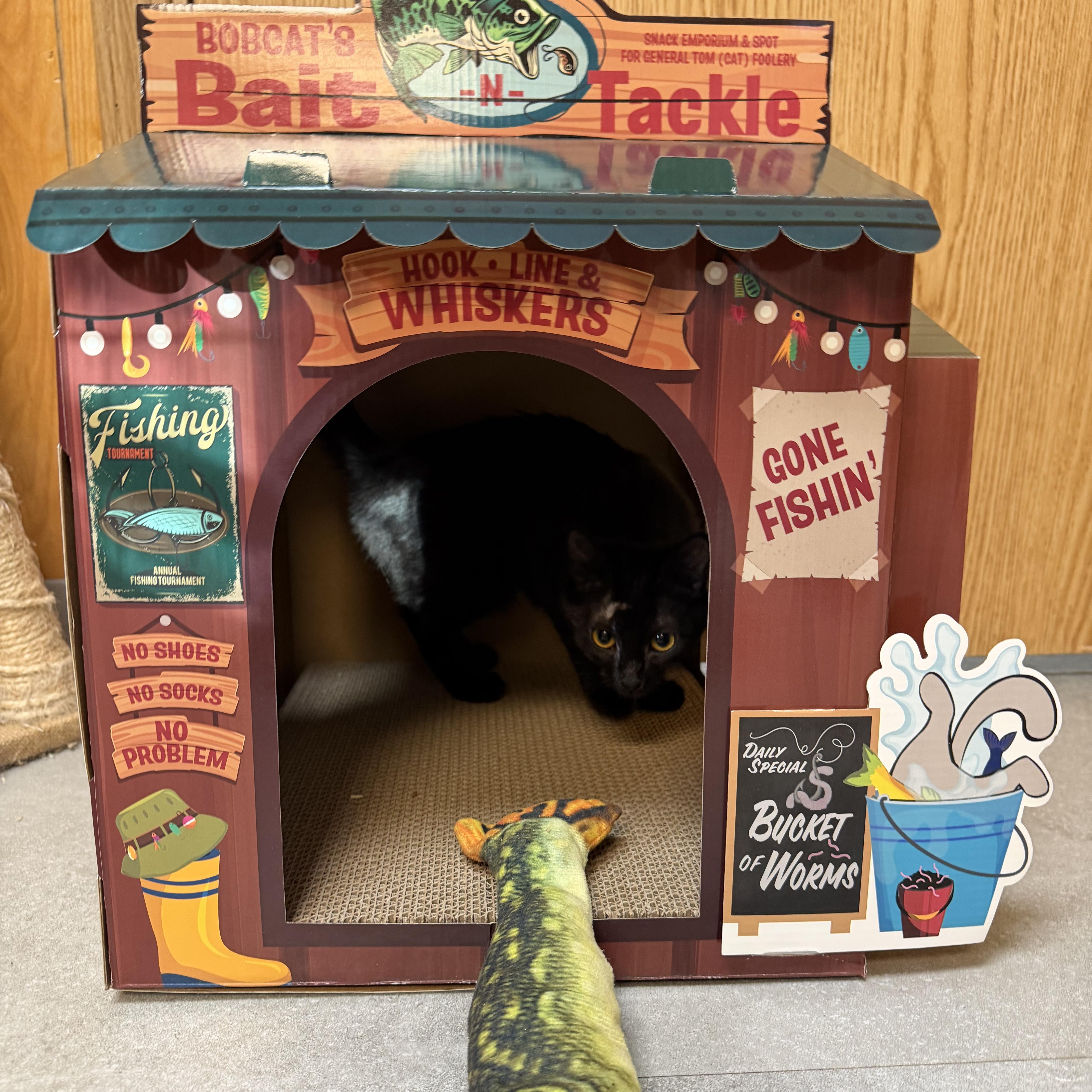 Enlarge Salmon, an adopted Domestic Short Hair in Kent, WA image 3/3