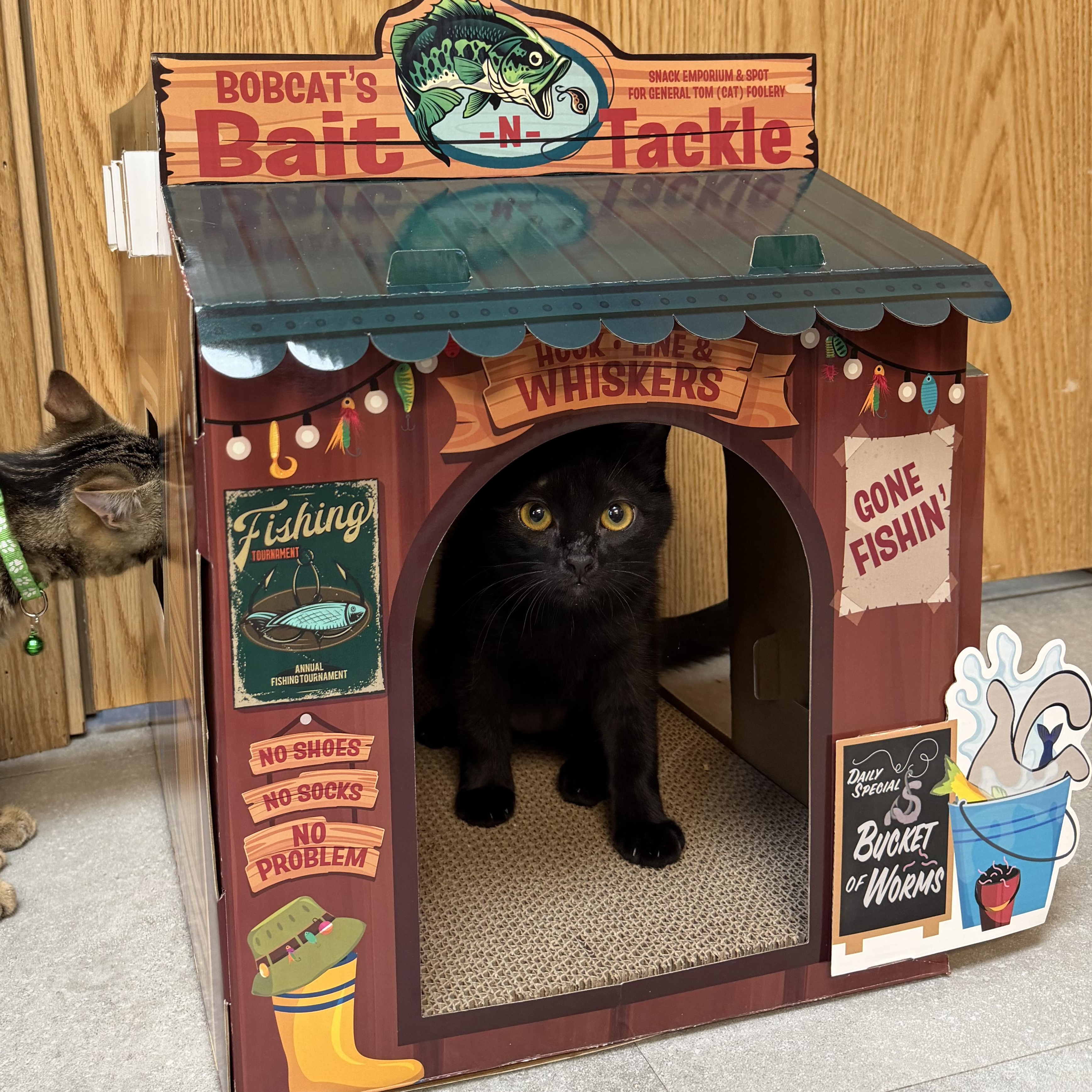 Salmon, adopted, Young Male Domestic Short Hair.