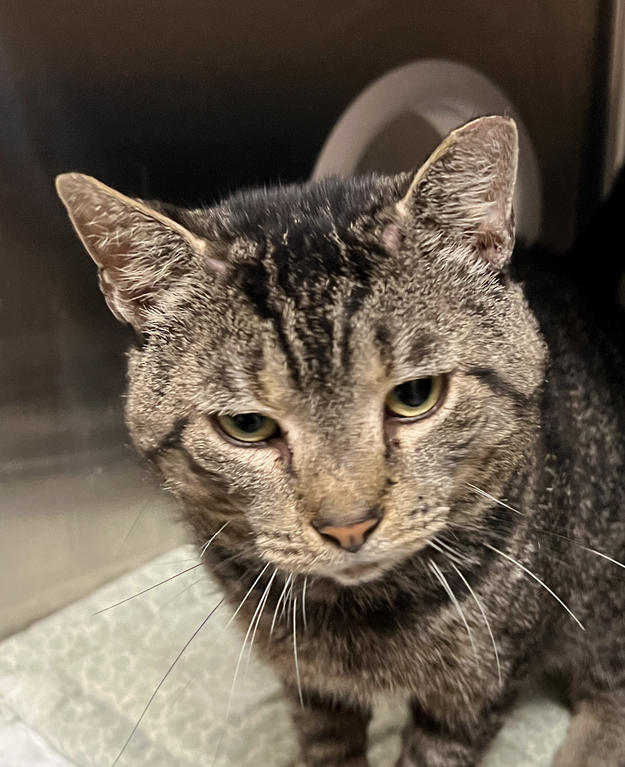 Pluto, a Adoptable mixed breed in Germansville, PA image 4/4