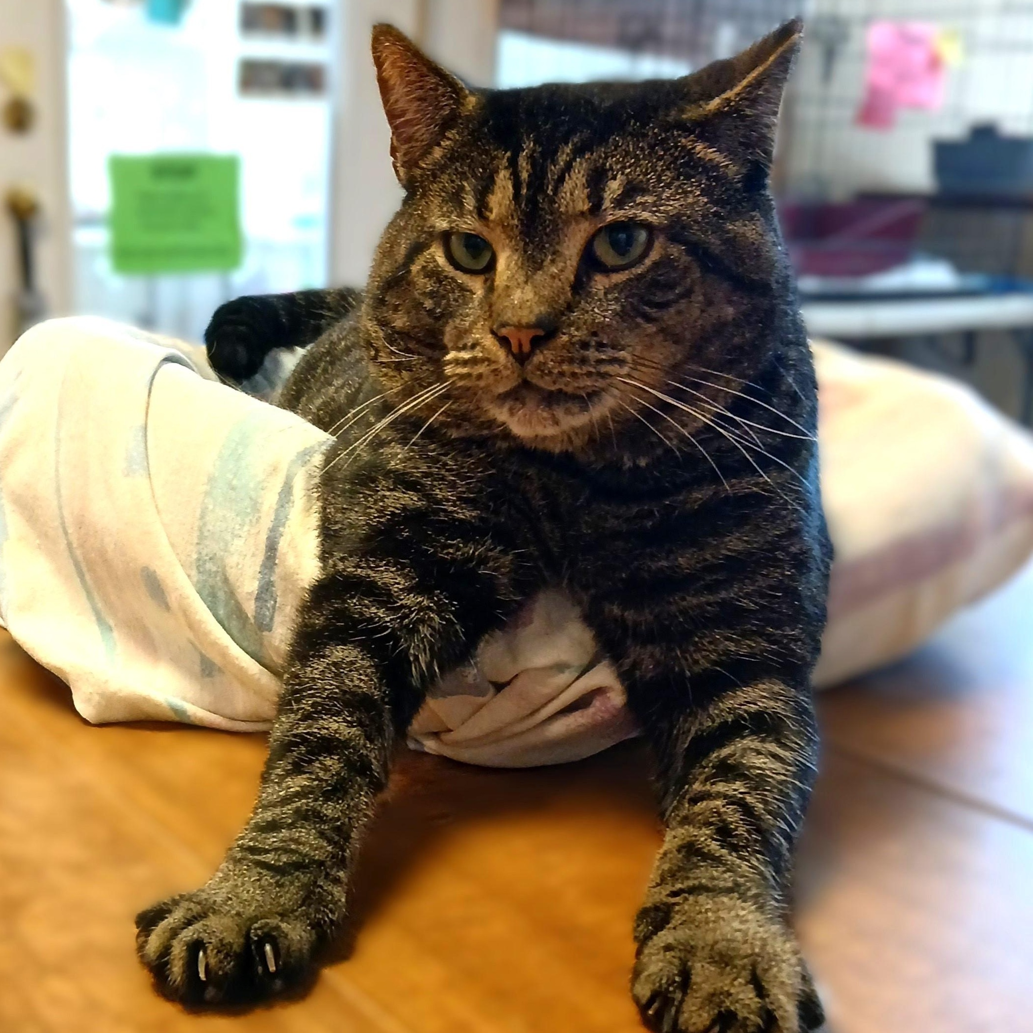 Pluto, a Adoptable mixed breed in Germansville, PA image 3/4