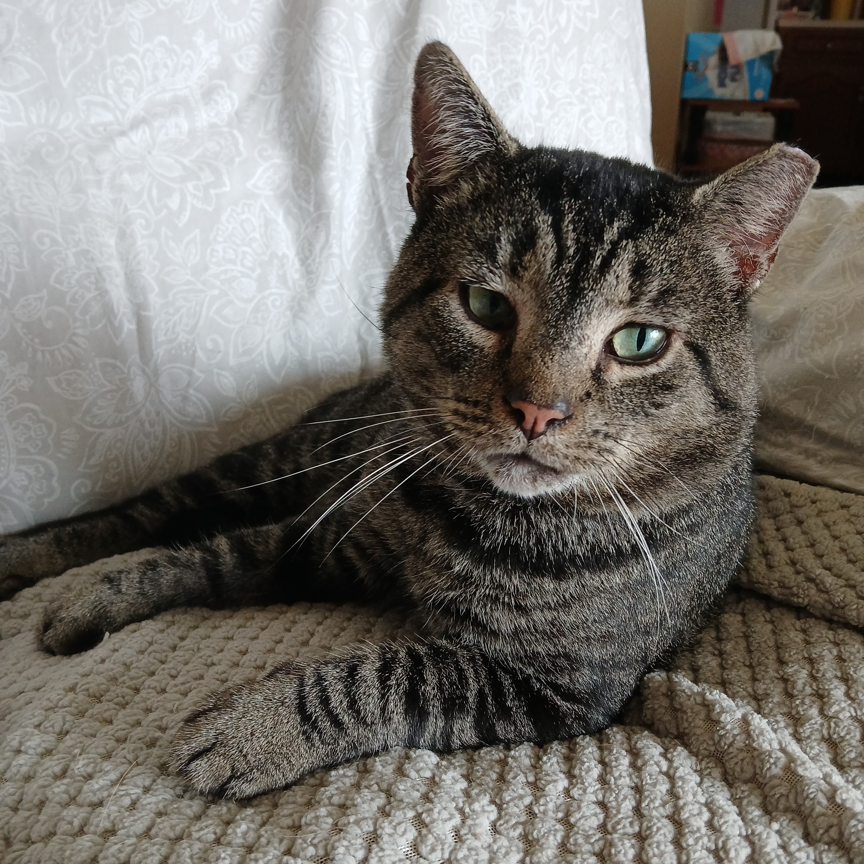 Pluto, a Adoptable mixed breed in Germansville, PA image 1/4