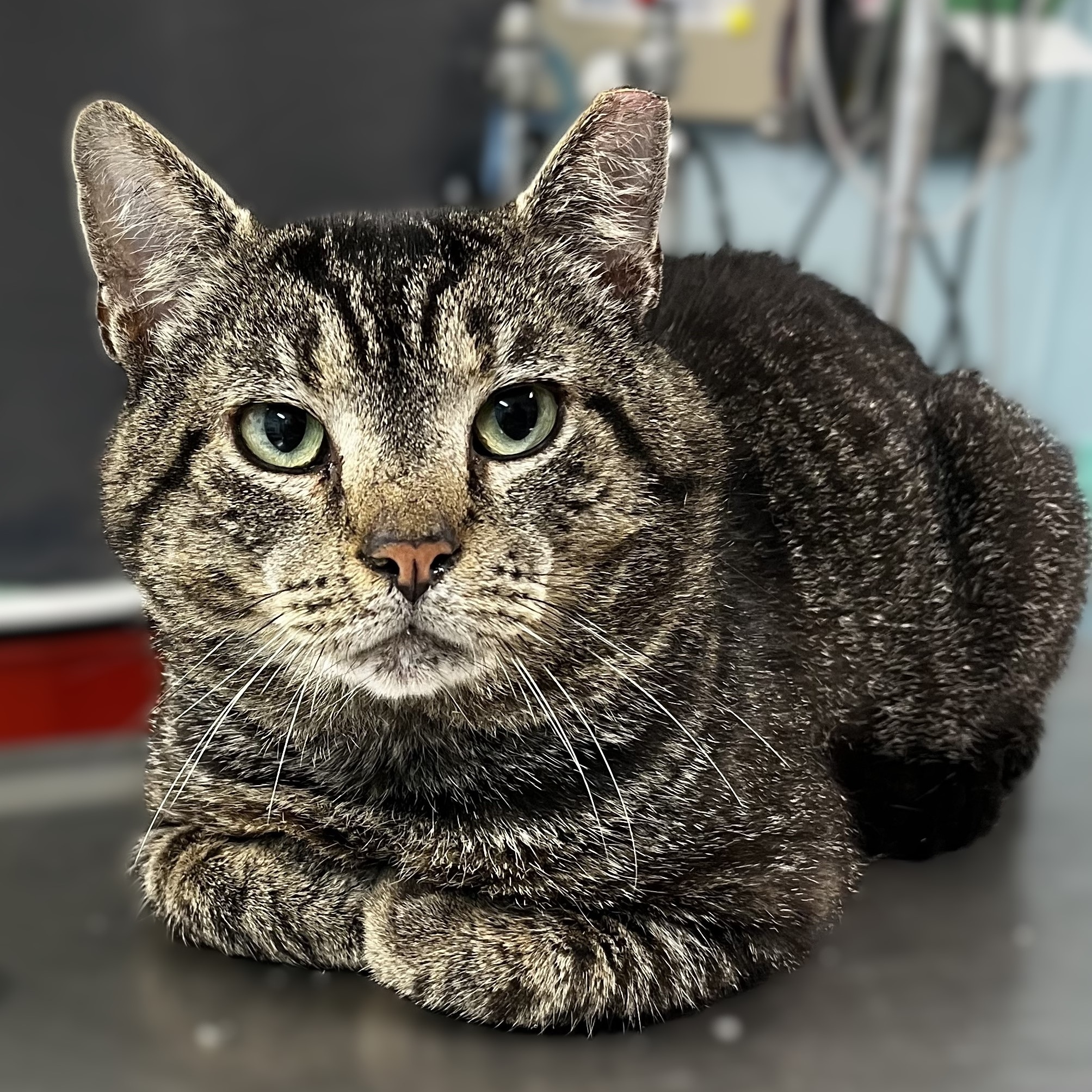 Pluto, a Adoptable mixed breed in Germansville, PA image 2/4