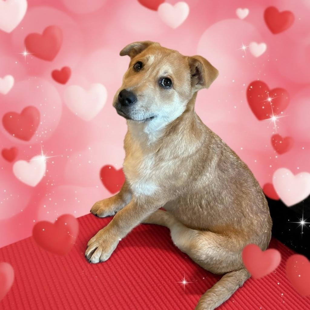 Flower Blossom, a Adoptable mixed breed in fayetteville, NC image 1/6