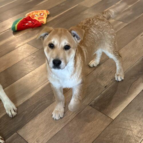 Flower Blossom, a Adoptable mixed breed in fayetteville, NC image 2/6