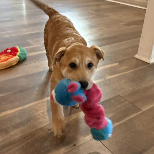 Flower Blossom, a Adoptable mixed breed in fayetteville, NC image 3/6
