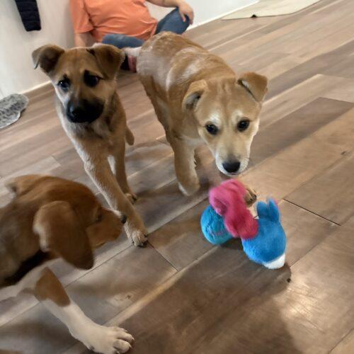 Flower Blossom, a Adoptable mixed breed in fayetteville, NC image 4/6