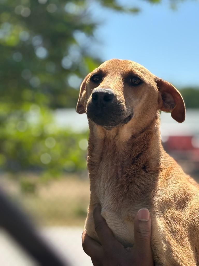 Enlarge Jordan, a Adoptable mixed breed in Effingham, SC image 1/3