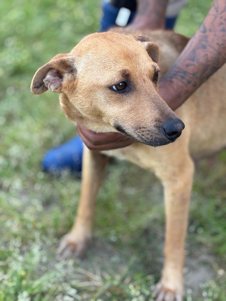 Enlarge Jordan, a Adoptable mixed breed in Effingham, SC image 2/3